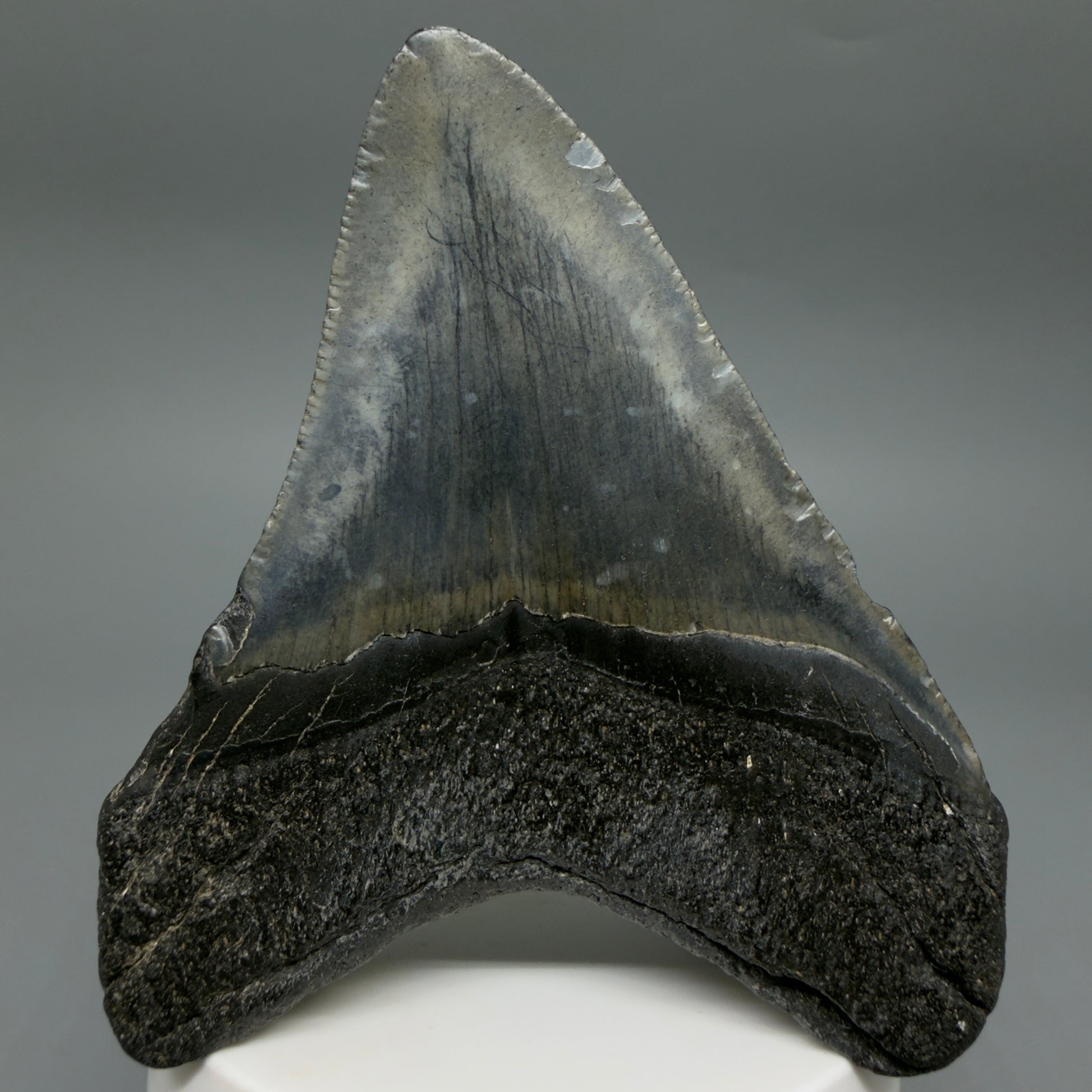 Back View Colorful 3.58" Fossil Megalodon Tooth from South Carolina CM6408