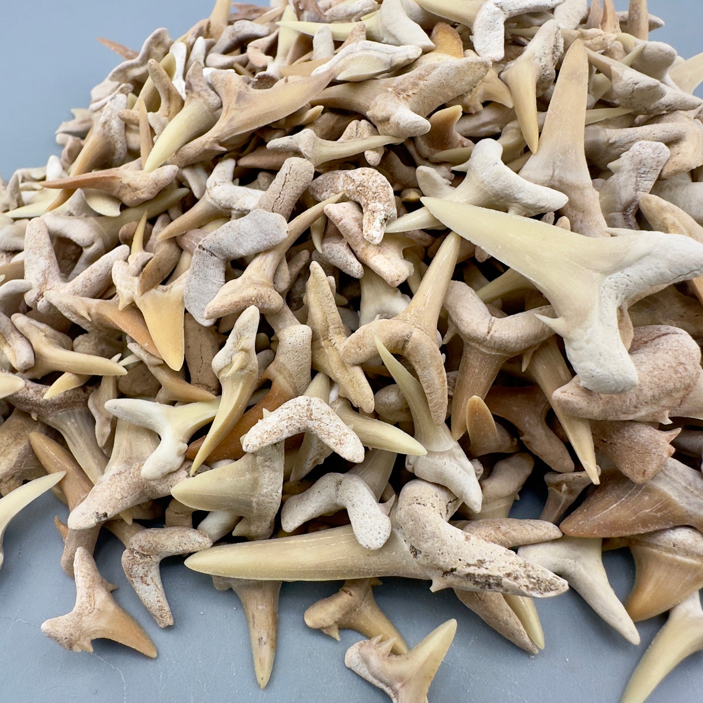 5 LB (appx 3000 Teeth) Wholesale Group - Extinct Sand Tiger Shark Teeth- Morocco