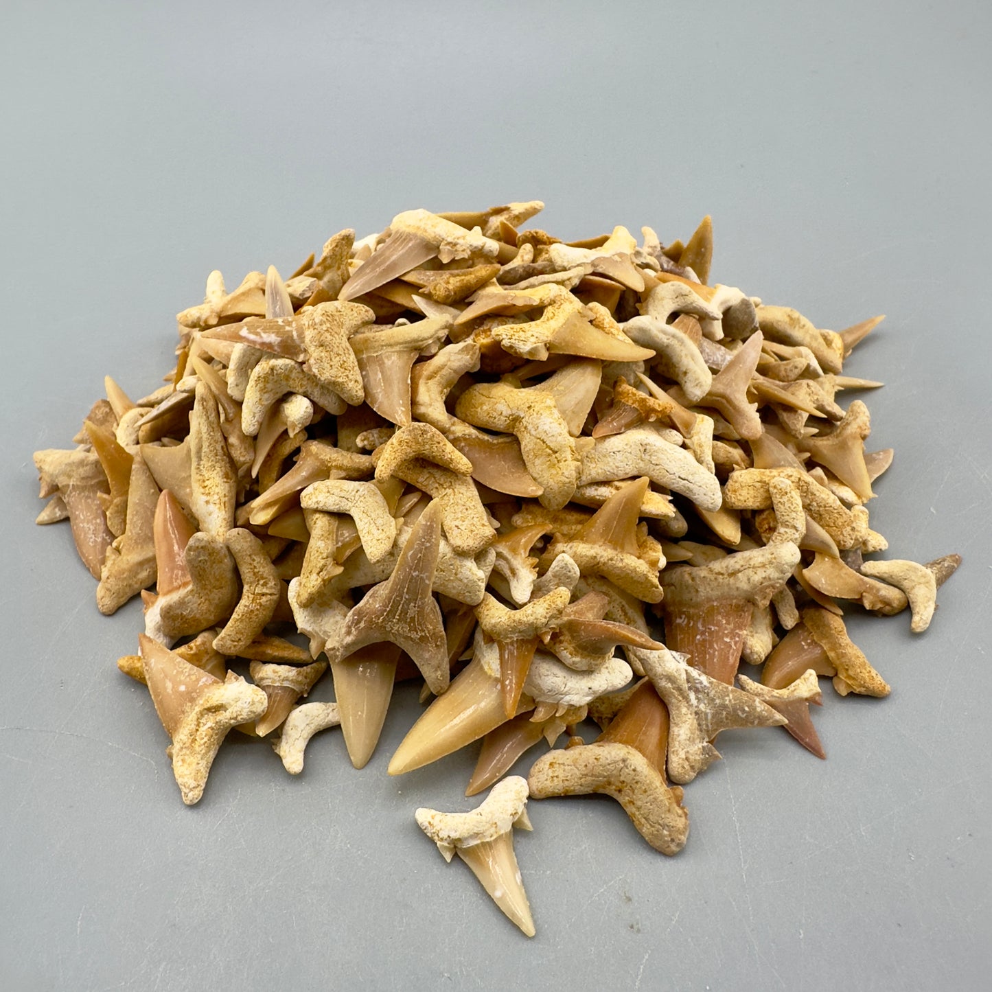 Wholesale Group 5 LB - appx 2500 Extinct Mackerel Shark Teeth - Eocene, Western Sahara