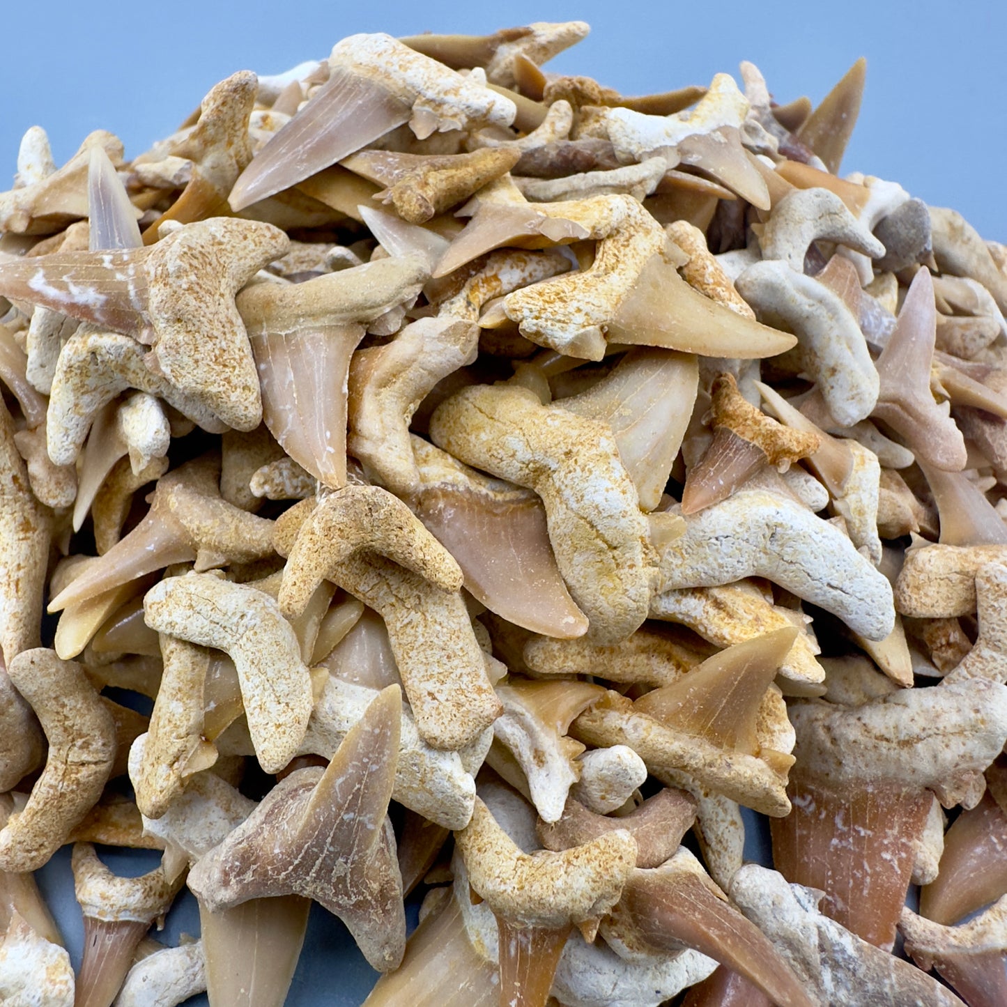 Wholesale Group 5 LB - appx 2500 Extinct Mackerel Shark Teeth - Eocene, Western Sahara