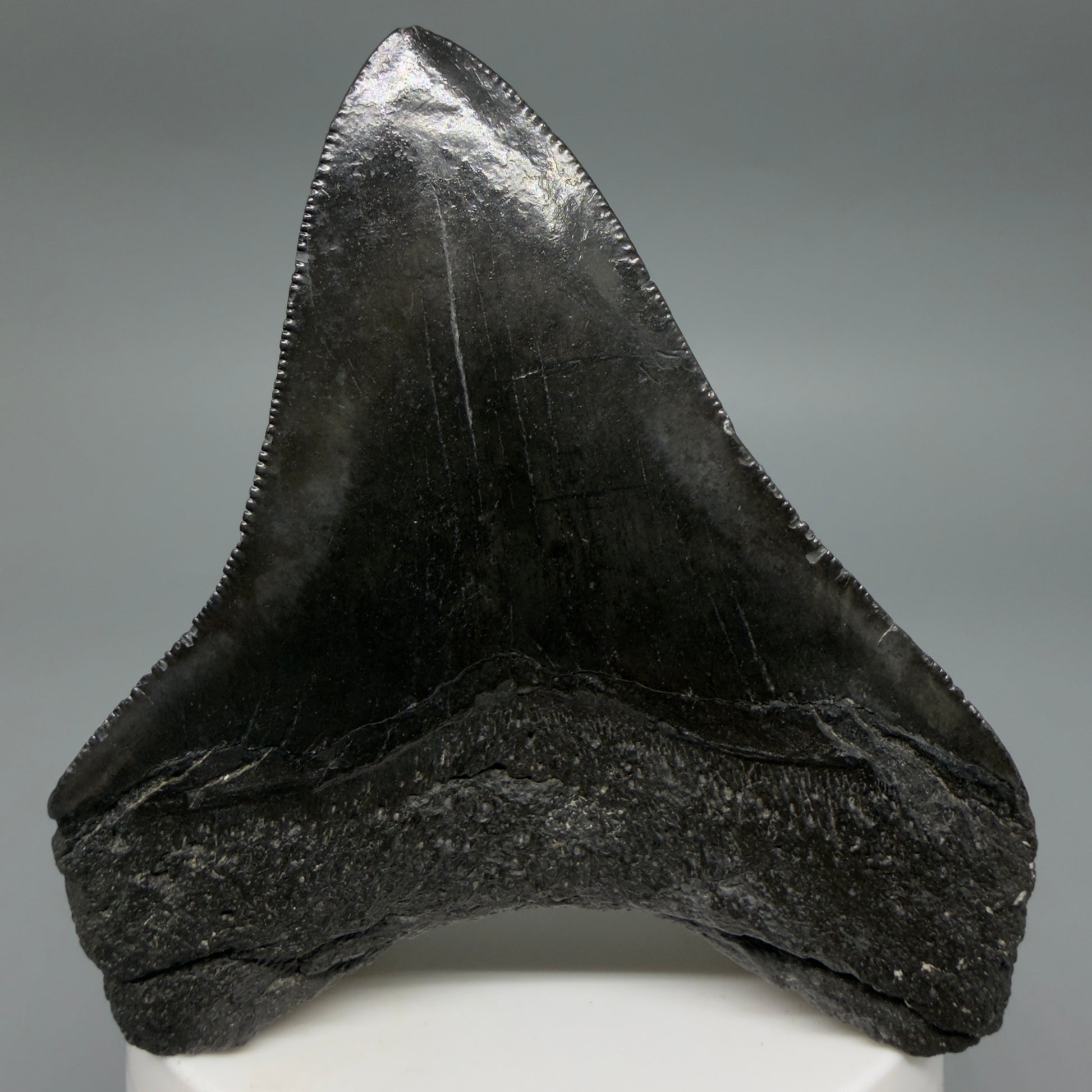 Back View Dark colors 3.20" Megalodon Tooth from South Carolina CM6403