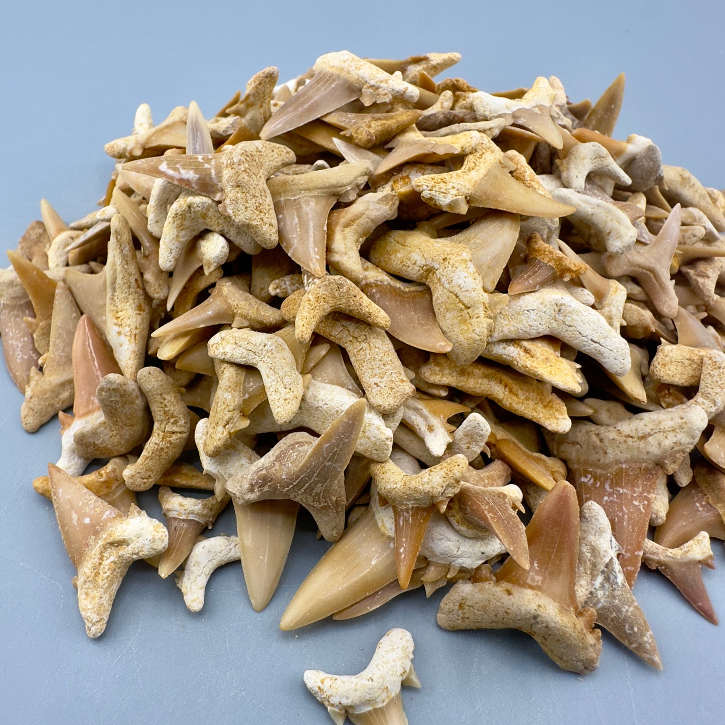 Wholesale Group 5 LB - appx 2500 Extinct Mackerel Shark Teeth - Eocene, Western Sahara