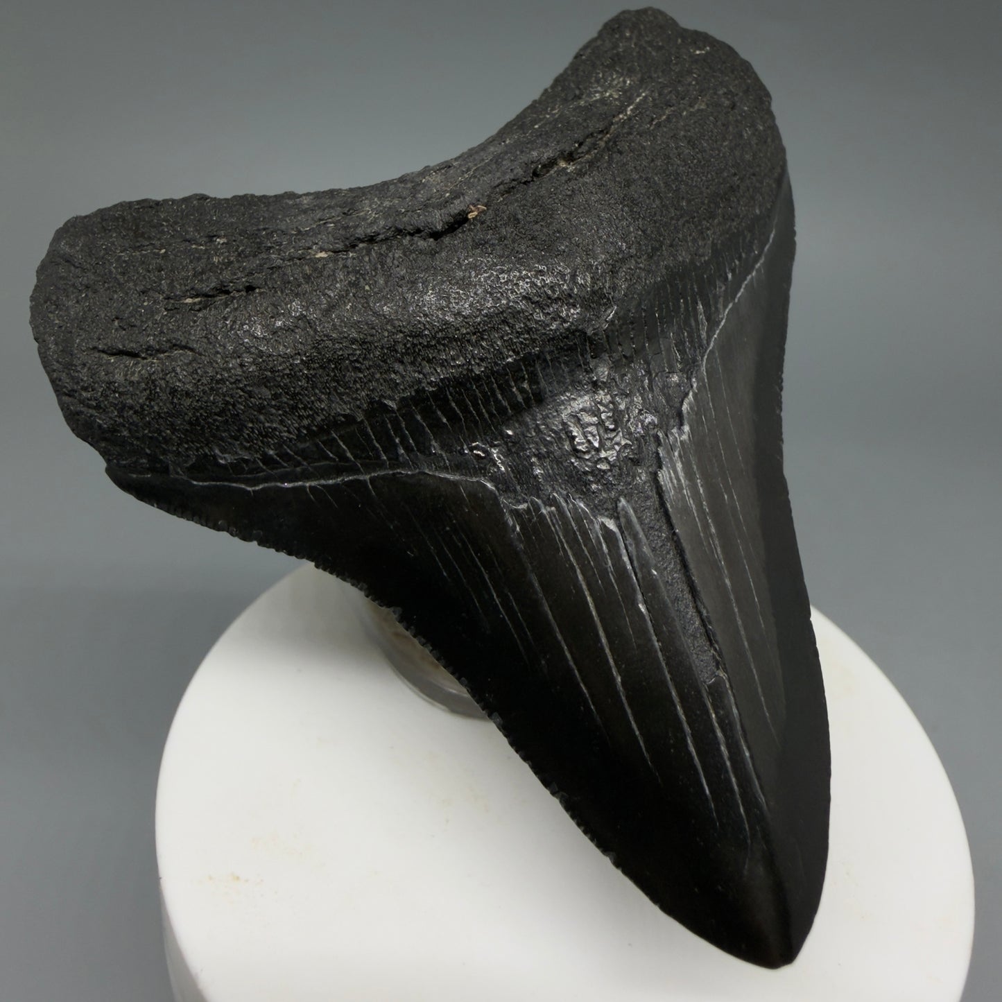 Front Left View Dark colors 3.20" Megalodon Tooth from South Carolina CM6403