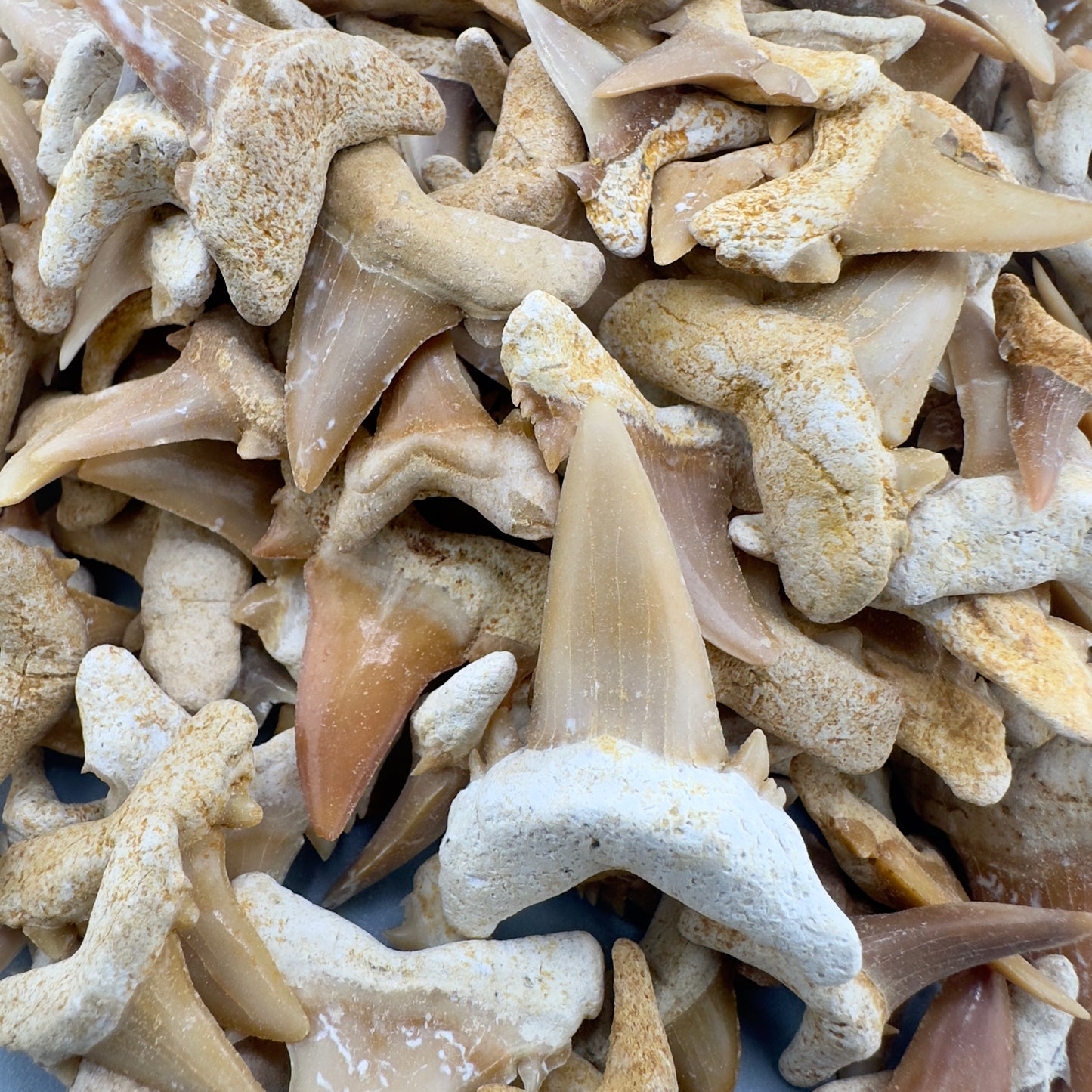 Wholesale Group 5 LB - appx 2500 Extinct Mackerel Shark Teeth - Eocene, Western Sahara