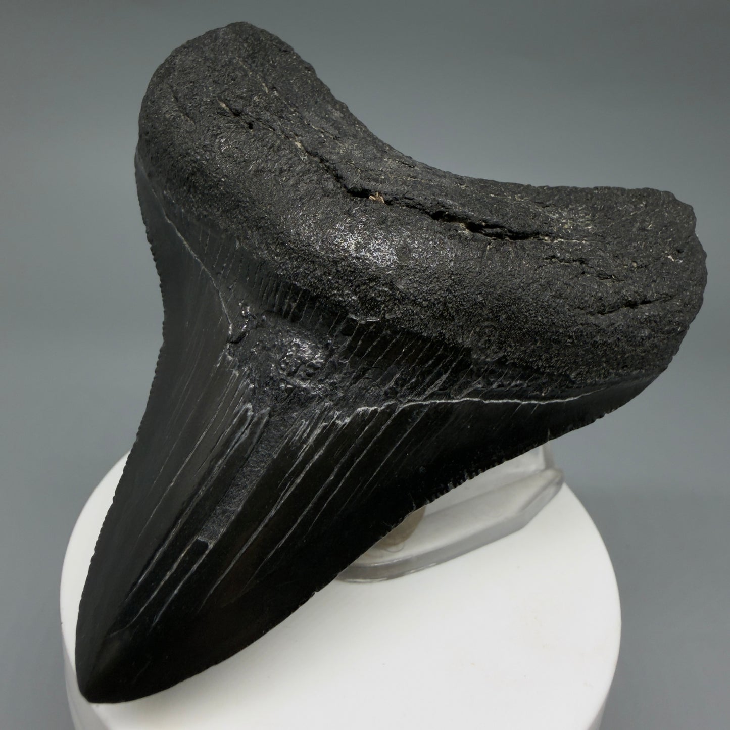 Front Right View Dark colors 3.20" Megalodon Tooth from South Carolina CM6403