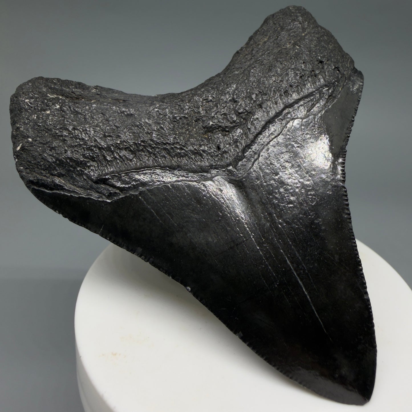 Back Left View Dark colors 3.20" Megalodon Tooth from South Carolina CM6403