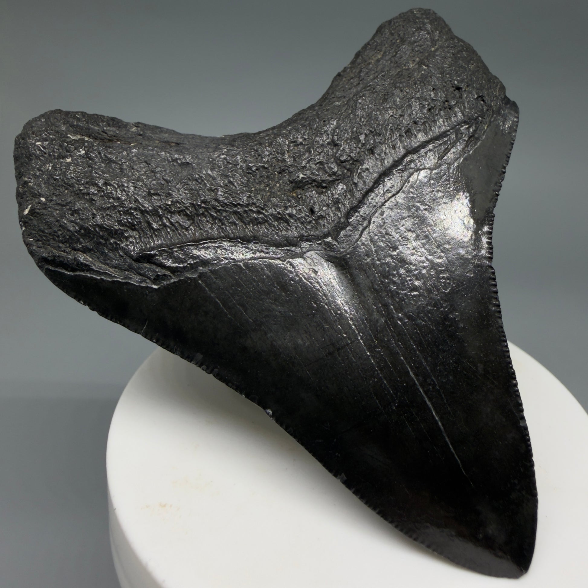 Back Left View Dark colors 3.20" Megalodon Tooth from South Carolina CM6403