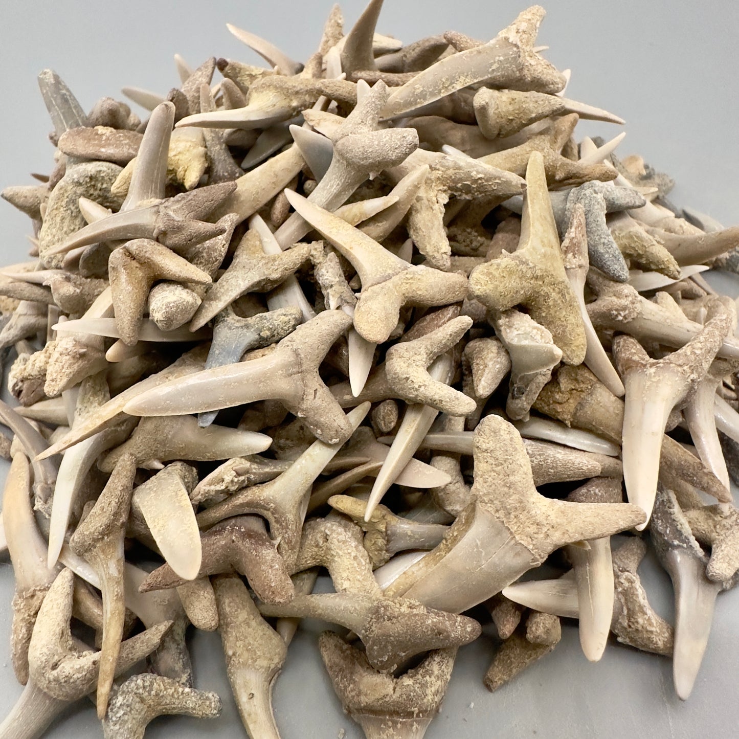 1 LB (appx 400 Teeth) Wholesale Group - Extinct Sand Tiger Shark Teeth- Kazakhstan