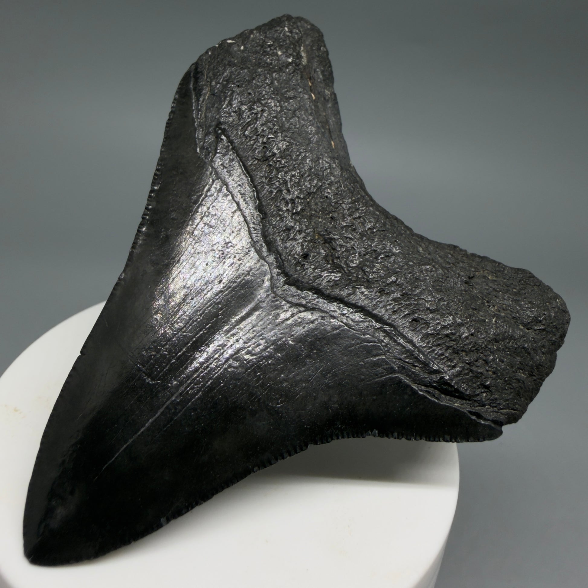 Back Right View Dark colors 3.20" Megalodon Tooth from South Carolina CM6403