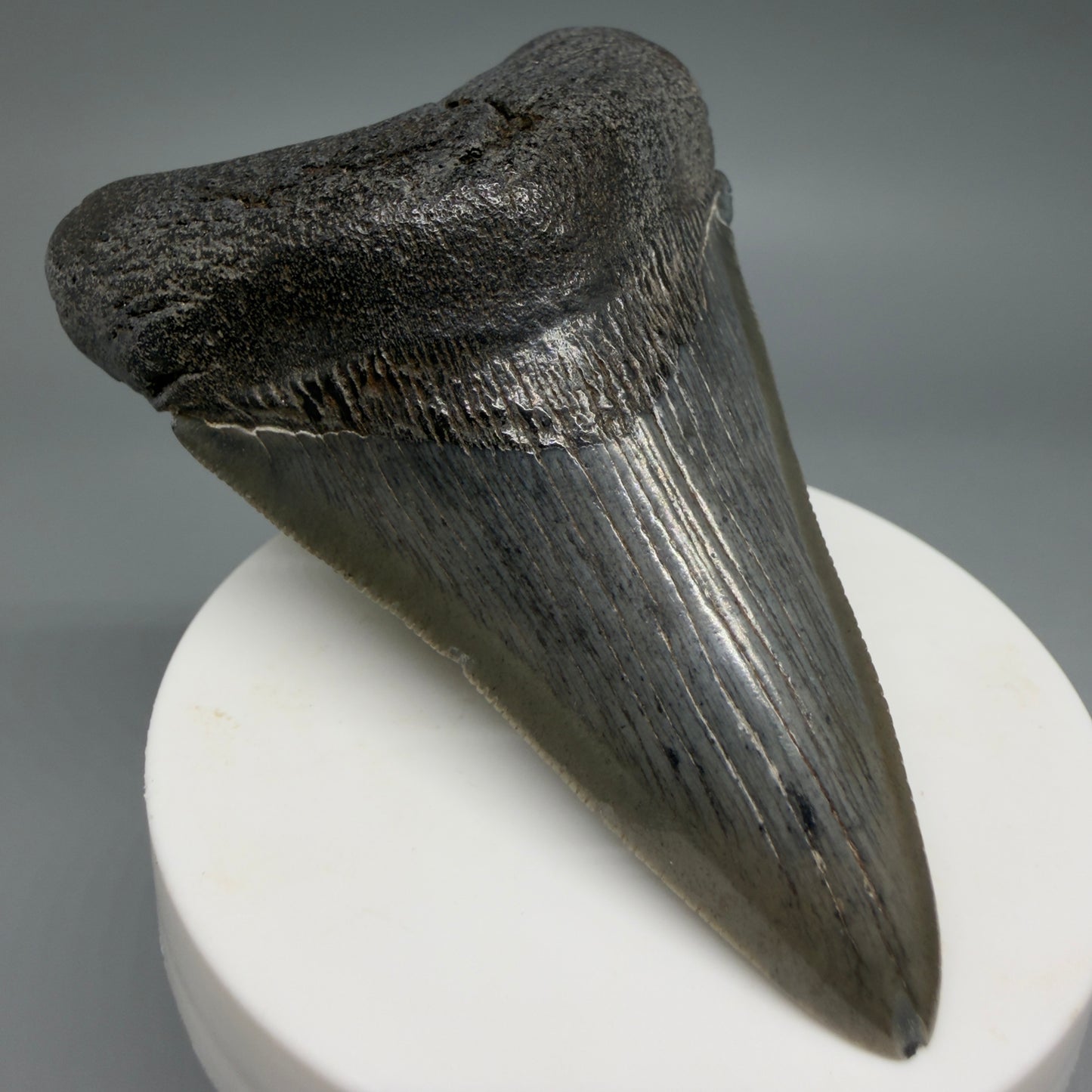 Front Left View Colorful 3.27" Megalodon Tooth – Fossil Megalodon Tooth from South Carolina CM6404