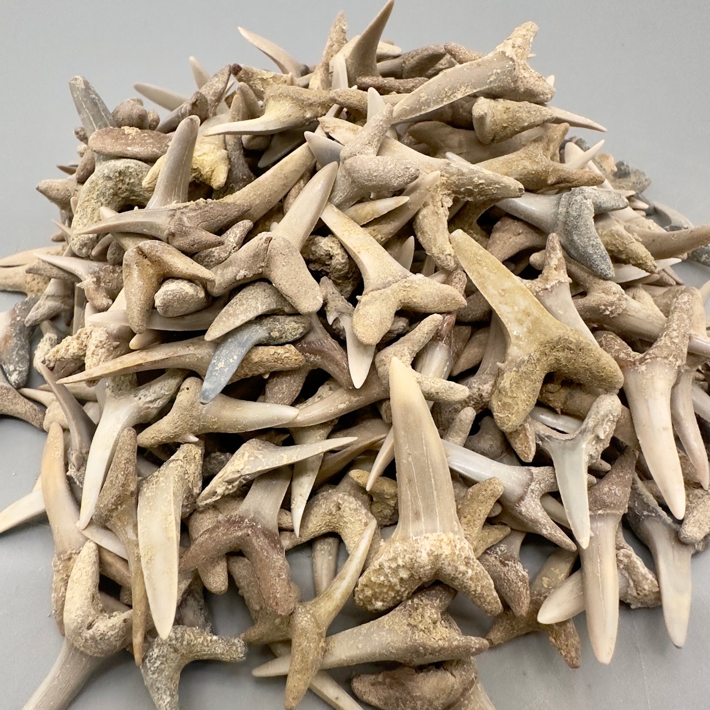 1 LB (appx 400 Teeth) Wholesale Group - Extinct Sand Tiger Shark Teeth- Kazakhstan