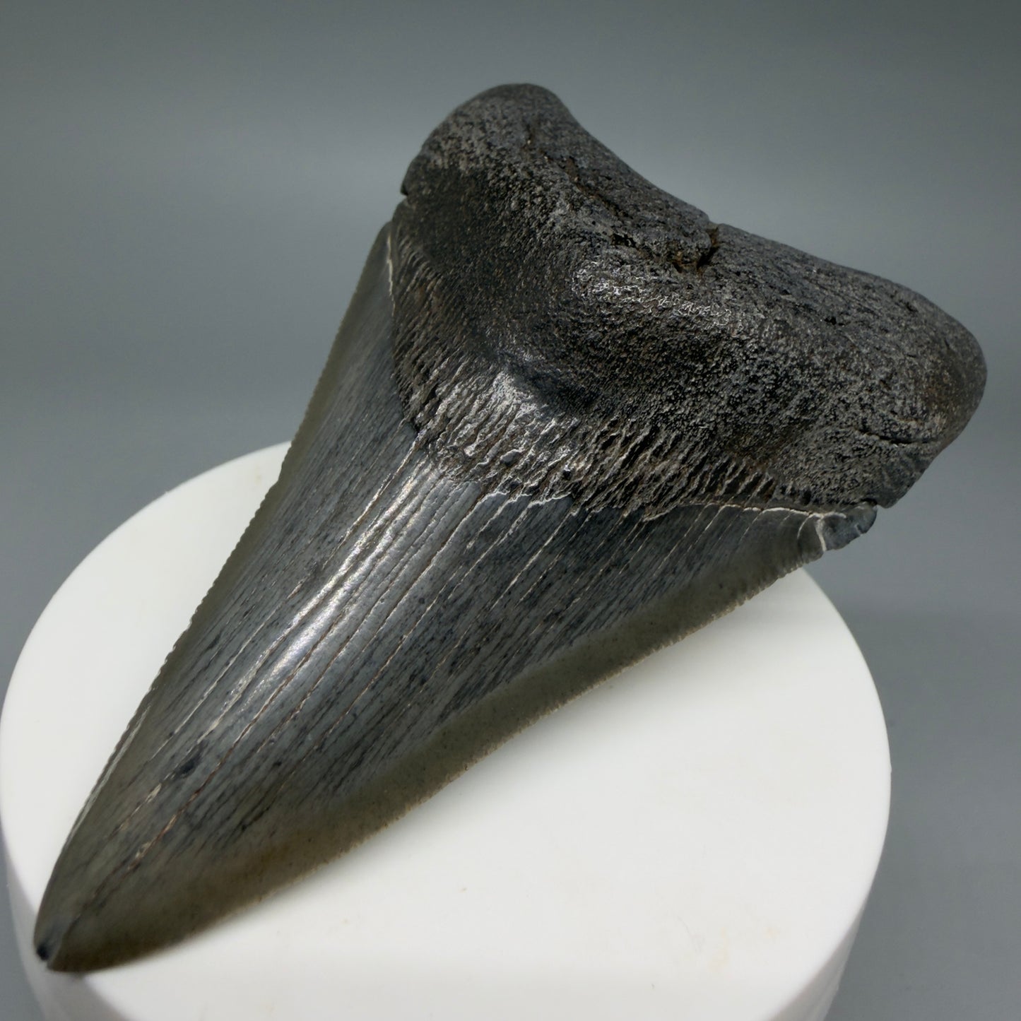 Front Right View Colorful 3.27" Megalodon Tooth – Fossil Megalodon Tooth from South Carolina CM6404