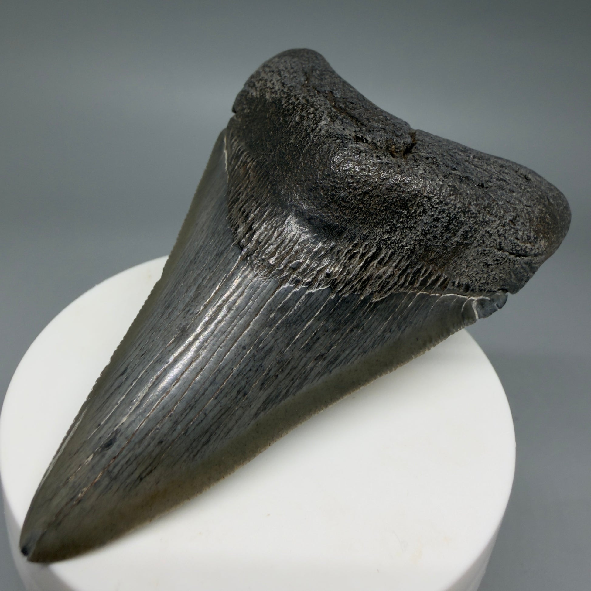 Front Right View Colorful 3.27" Megalodon Tooth – Fossil Megalodon Tooth from South Carolina CM6404