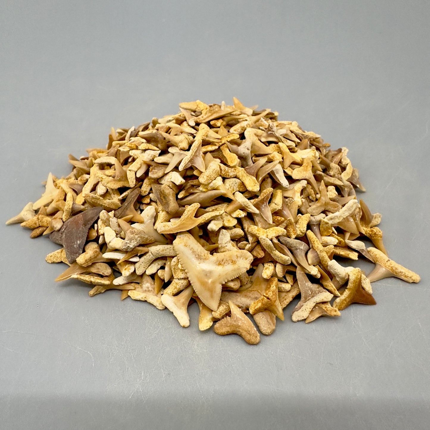 Wholesale group - appx 1000 Small Fossil Shark Teeth - Eocene, Western Sahara