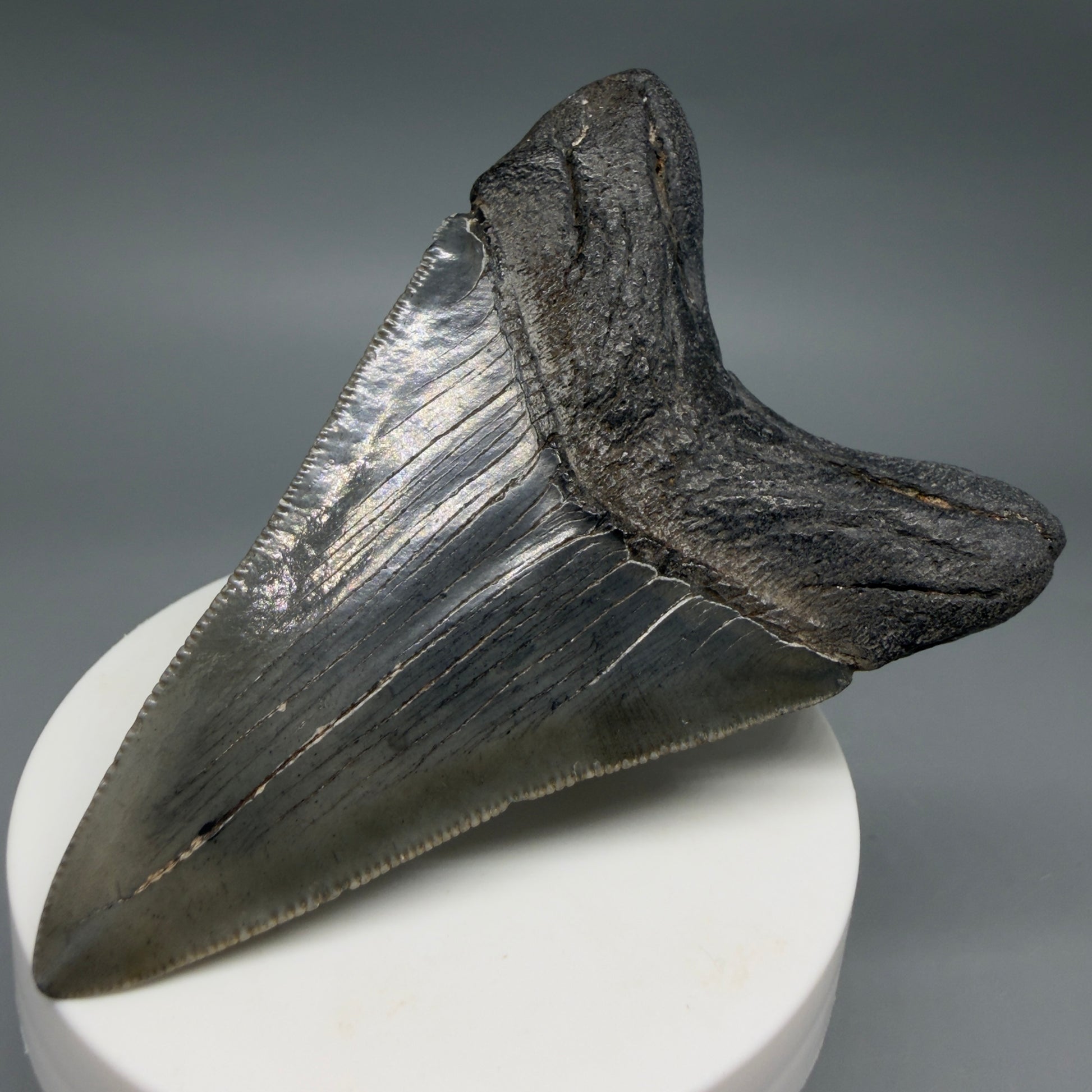 Back Right View Colorful 3.27" Megalodon Tooth – Fossil Megalodon Tooth from South Carolina CM6404