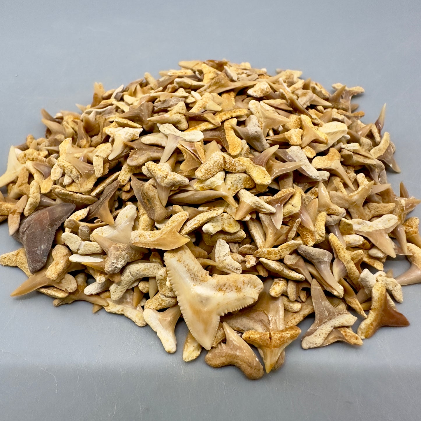 Wholesale group - appx 1000 Small Fossil Shark Teeth - Eocene, Western Sahara