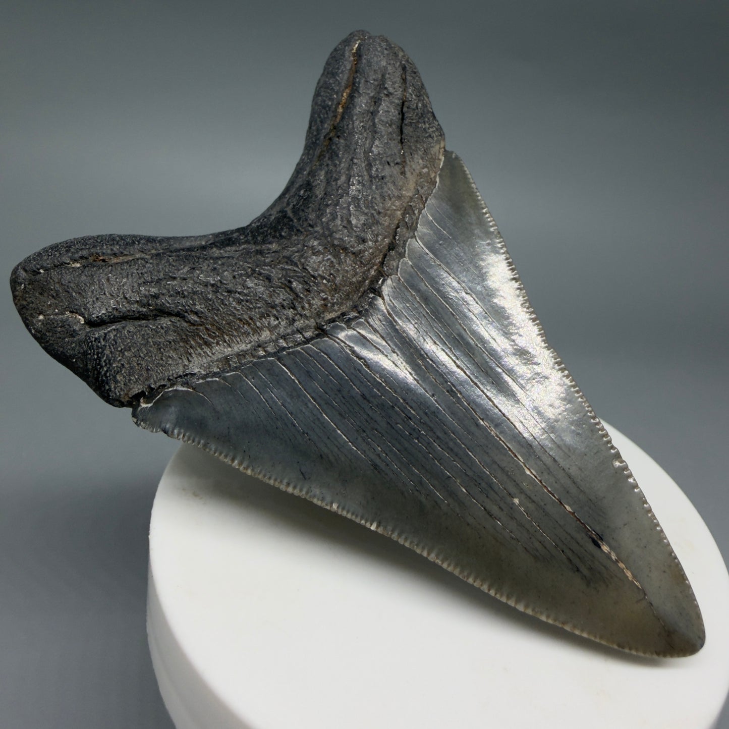 Back Left View Colorful 3.27" Megalodon Tooth – Fossil Megalodon Tooth from South Carolina CM6404