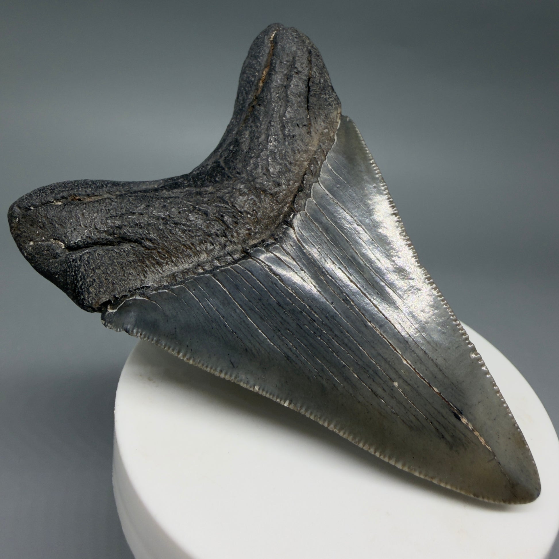Back Left View Colorful 3.27" Megalodon Tooth – Fossil Megalodon Tooth from South Carolina CM6404