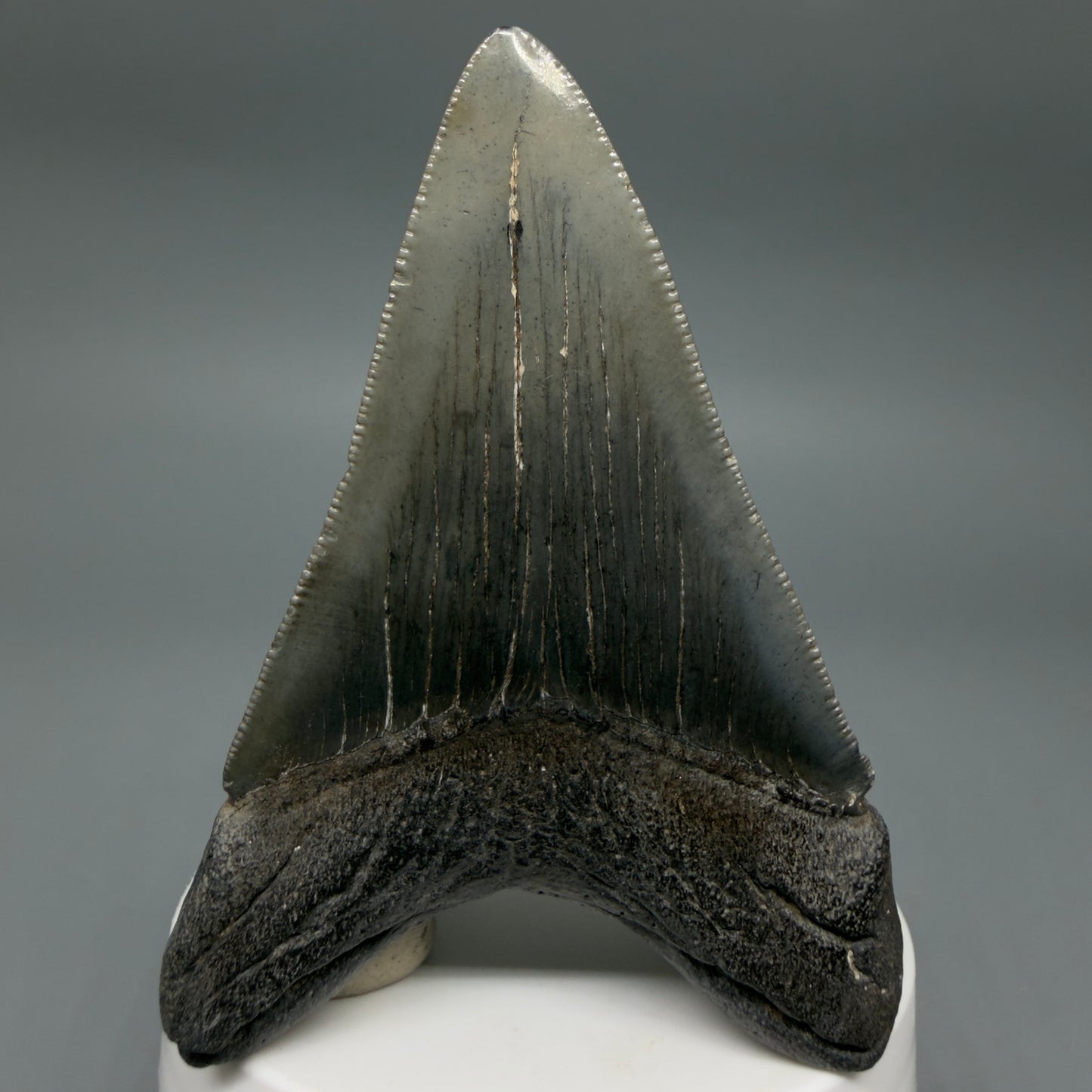 Back View Colorful 3.27" Megalodon Tooth – Fossil Megalodon Tooth from South Carolina CM6404
