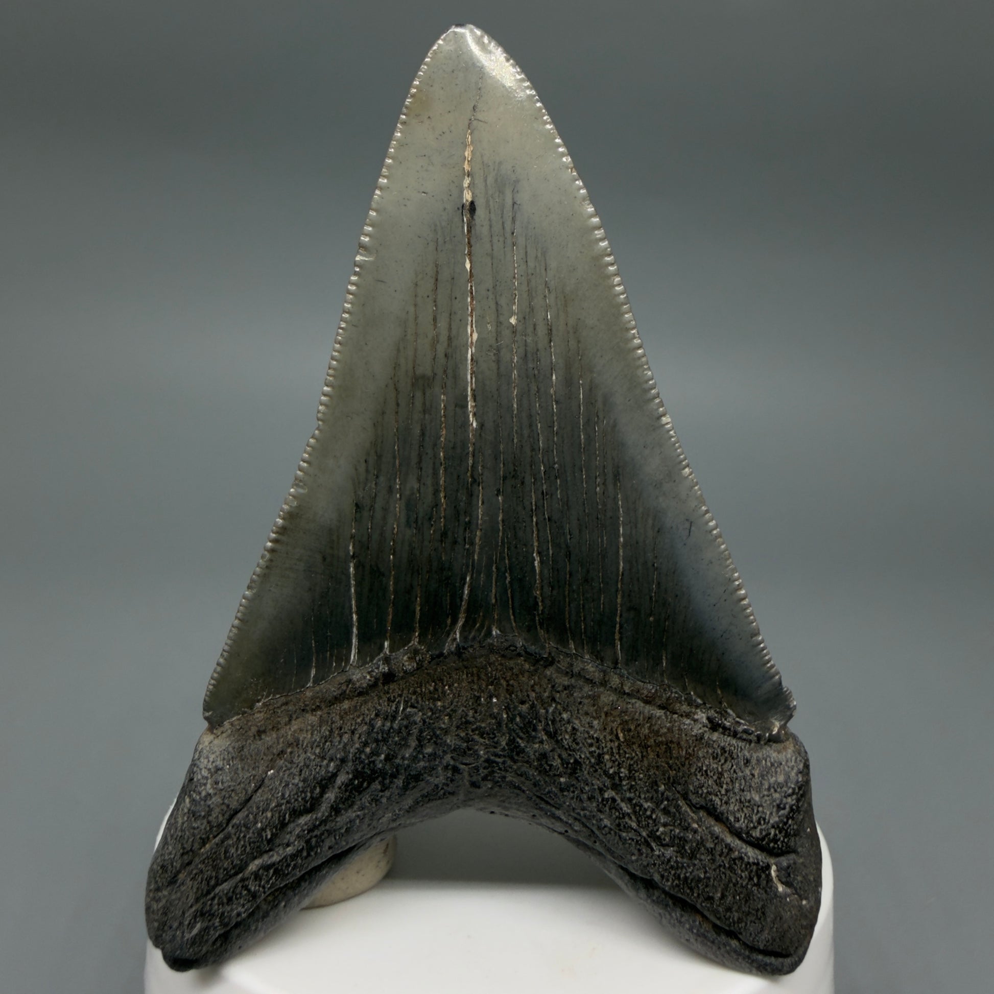 Back View Colorful 3.27" Megalodon Tooth – Fossil Megalodon Tooth from South Carolina CM6404