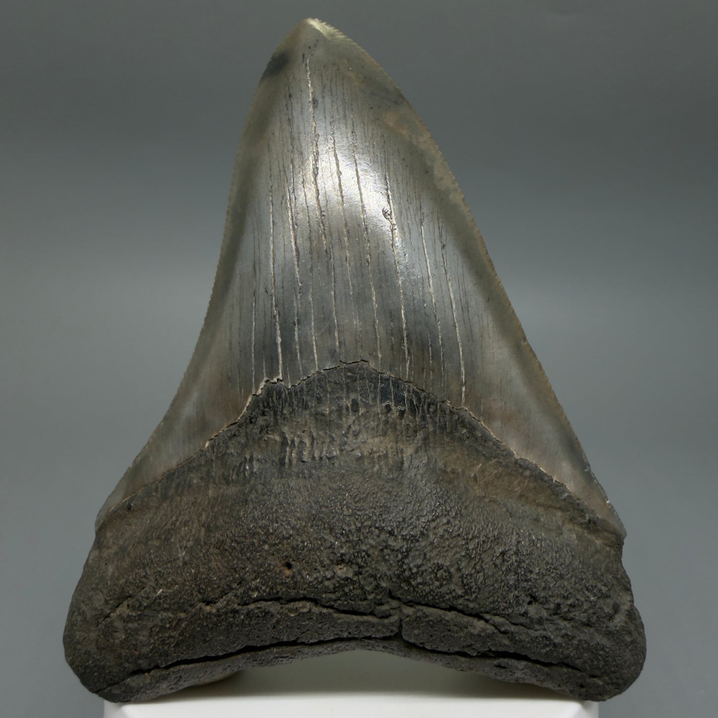 Front View Colorful, serrated 3.68" Fossil Megalodon Tooth from South Carolina CM6407