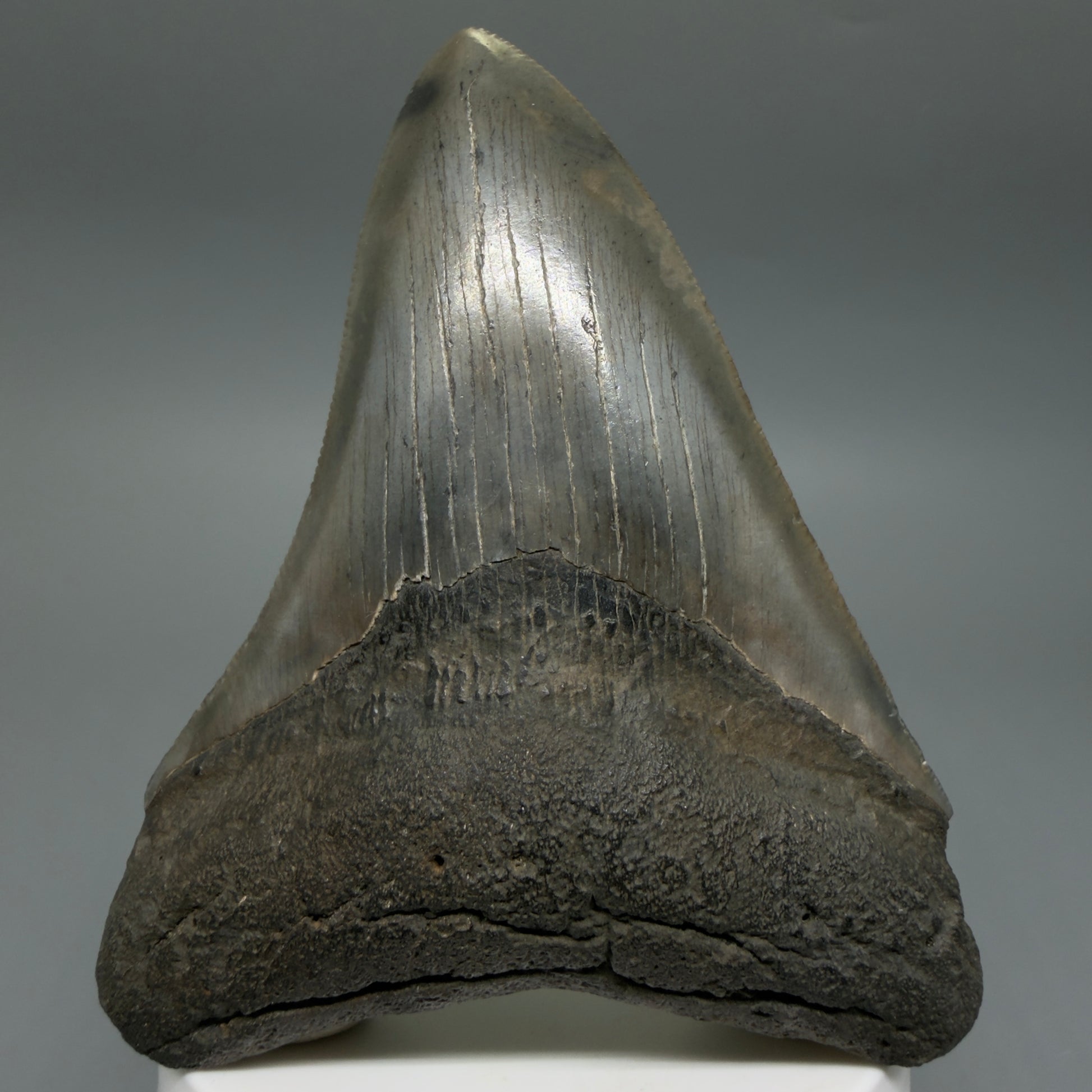 Front View Colorful, serrated 3.68" Fossil Megalodon Tooth from South Carolina CM6407