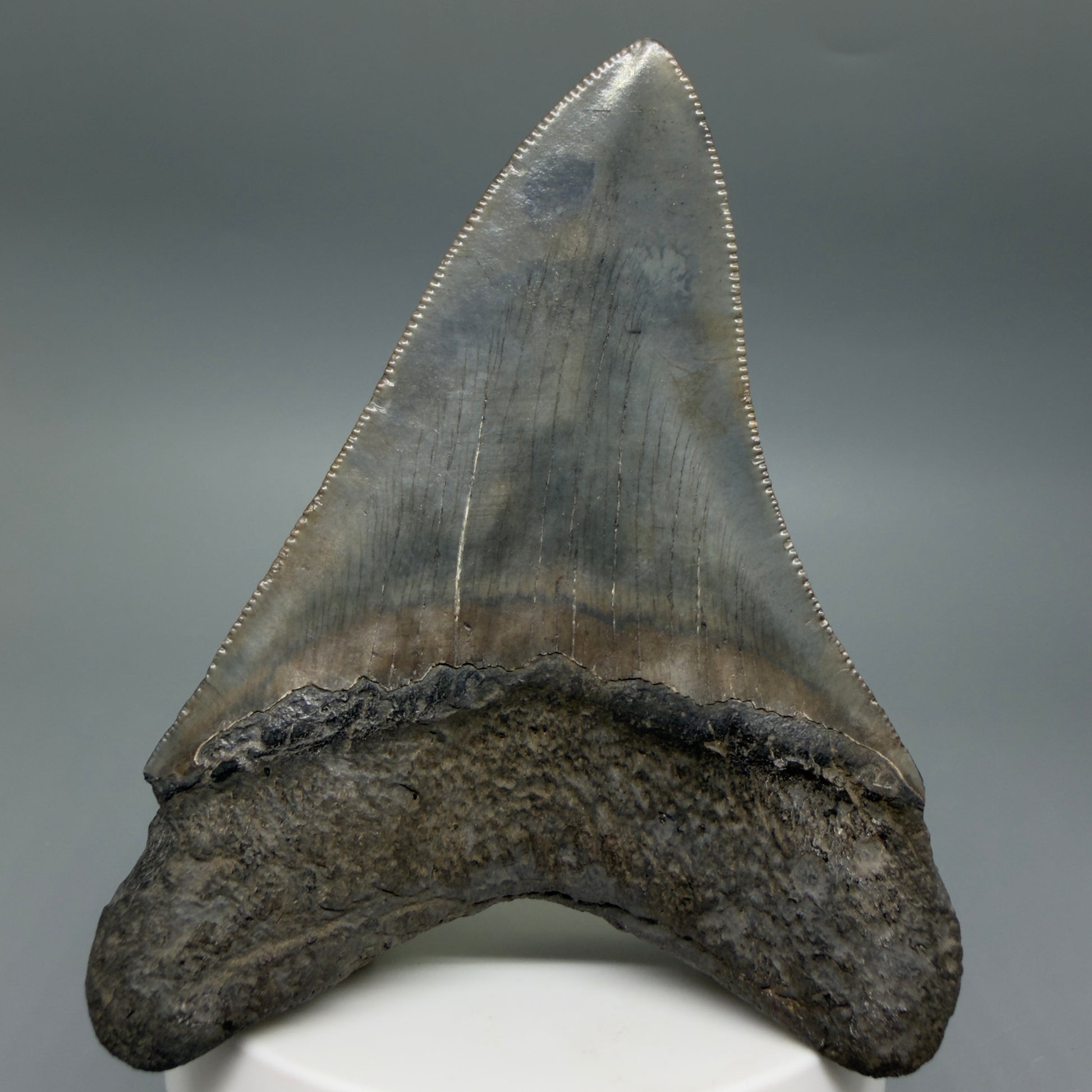 Back View Colorful, serrated 3.68" Fossil Megalodon Tooth from South Carolina CM6407