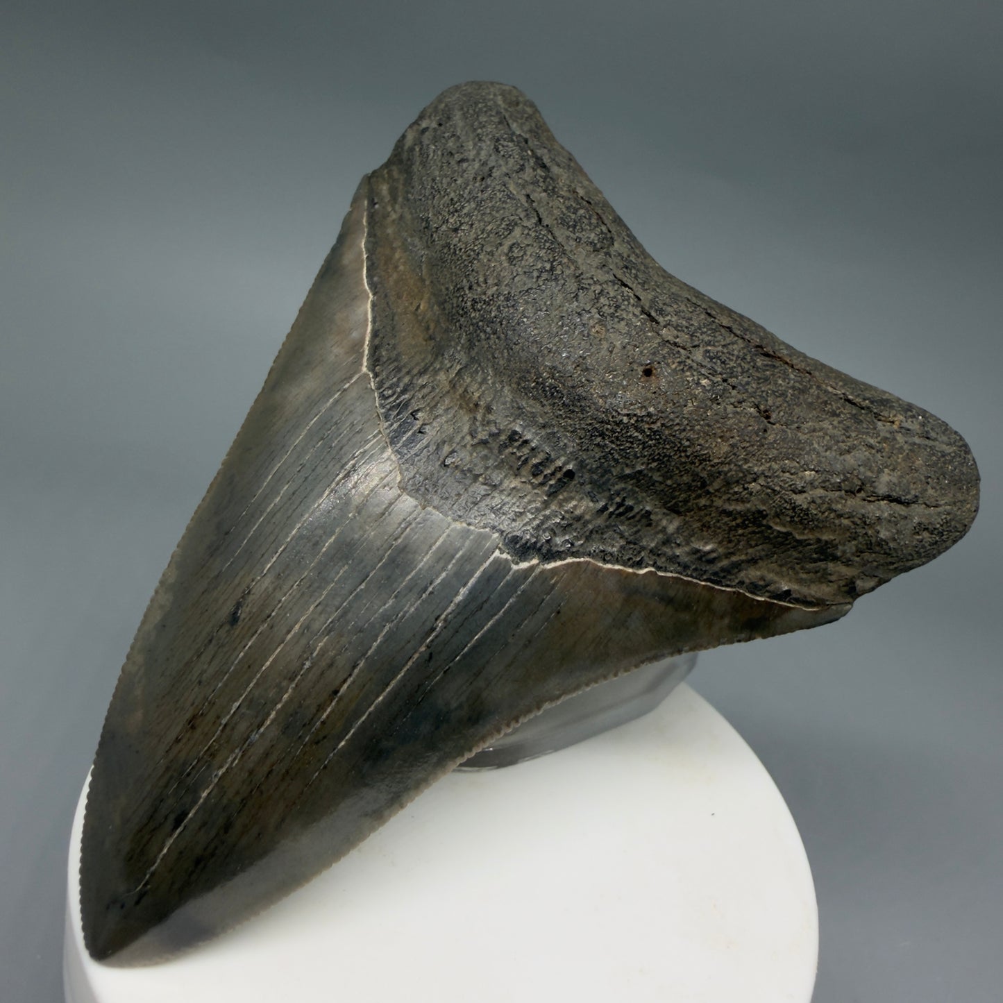 Front Right View Colorful, serrated 3.68" Fossil Megalodon Tooth from South Carolina CM6407