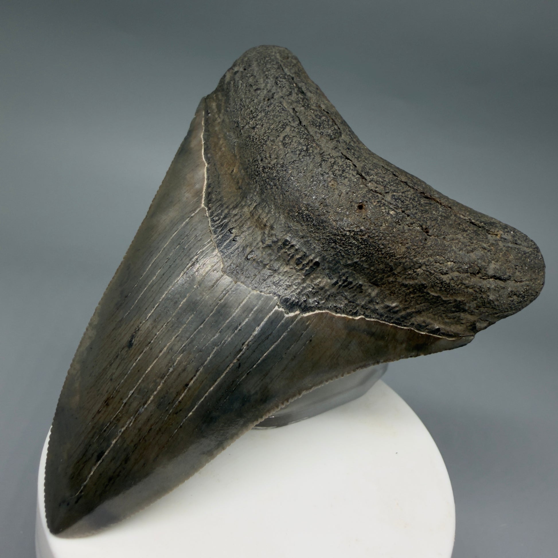 Front Right View Colorful, serrated 3.68" Fossil Megalodon Tooth from South Carolina CM6407
