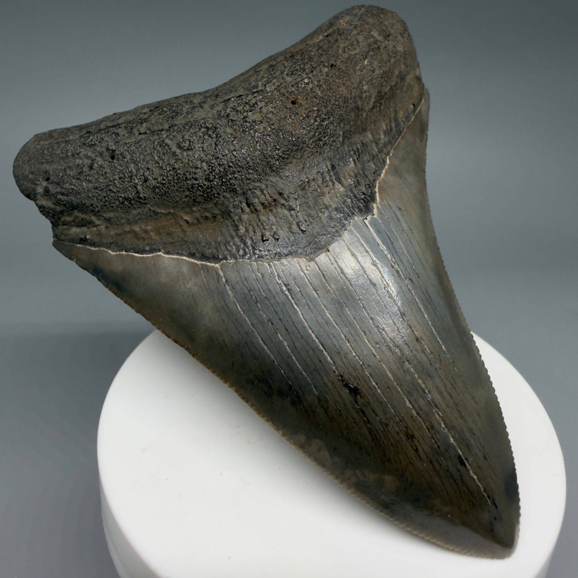 Front Left View Colorful, serrated 3.68" Fossil Megalodon Tooth from South Carolina CM6407