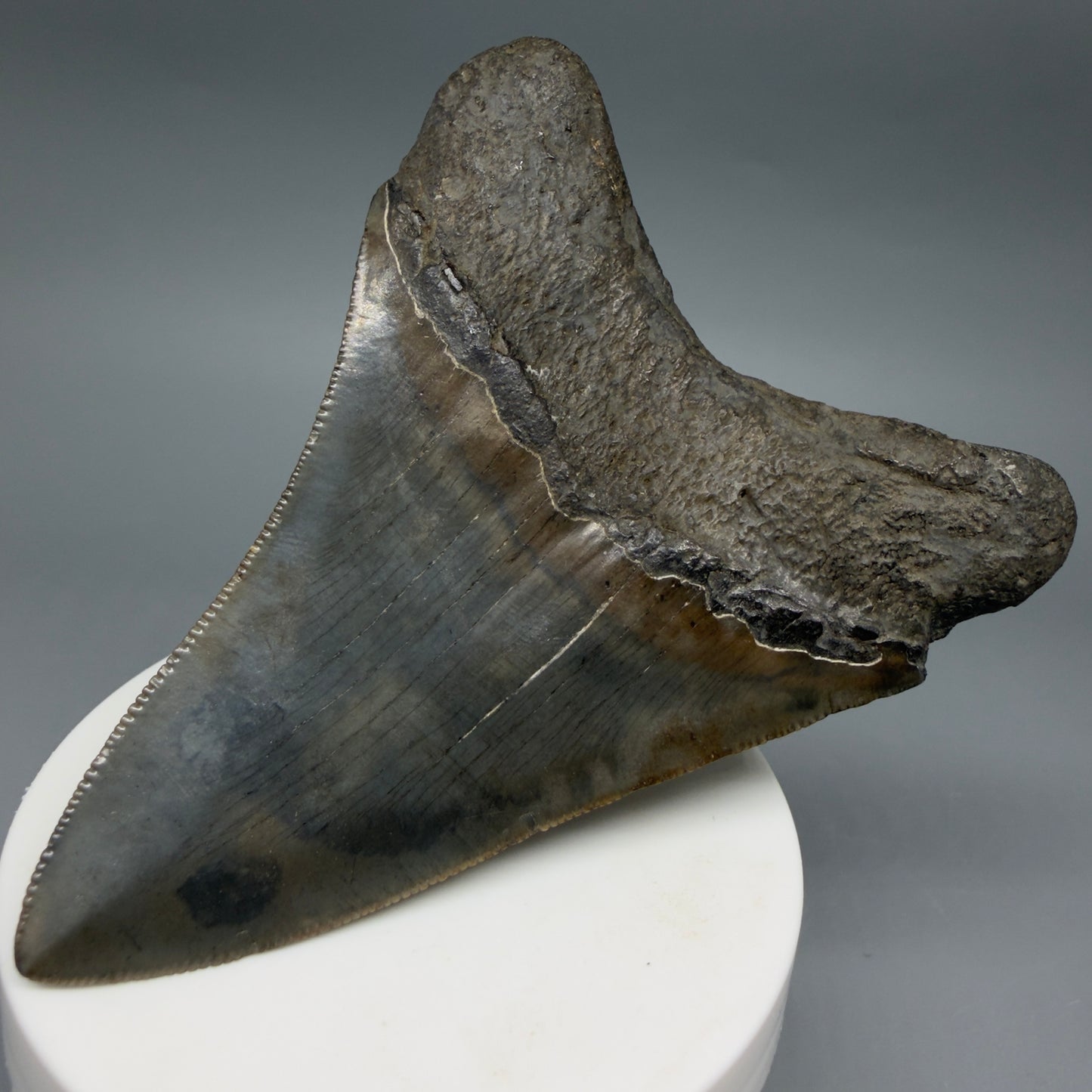 Back Right View Colorful, serrated 3.68" Fossil Megalodon Tooth from South Carolina CM6407