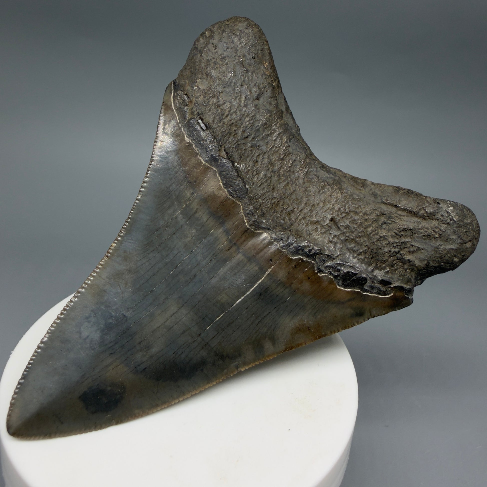Back Right View Colorful, serrated 3.68" Fossil Megalodon Tooth from South Carolina CM6407