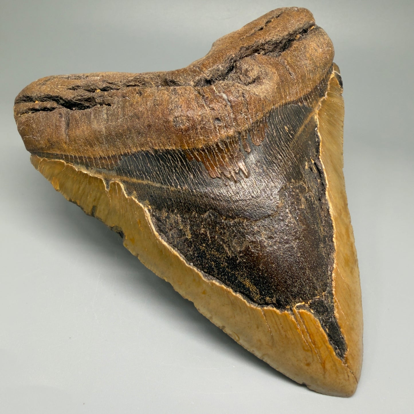 Front Left View 5.83" North Carolina Megalodon Tooth – Extremely Wide Shape | Authentic Fossil CM5481 