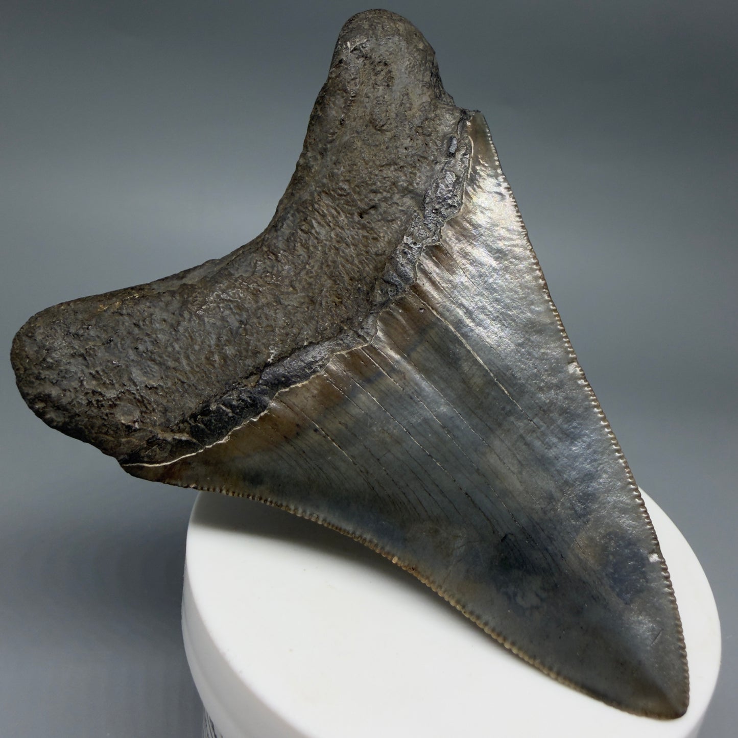 Back Left View Colorful, serrated 3.68" Fossil Megalodon Tooth from South Carolina CM6407