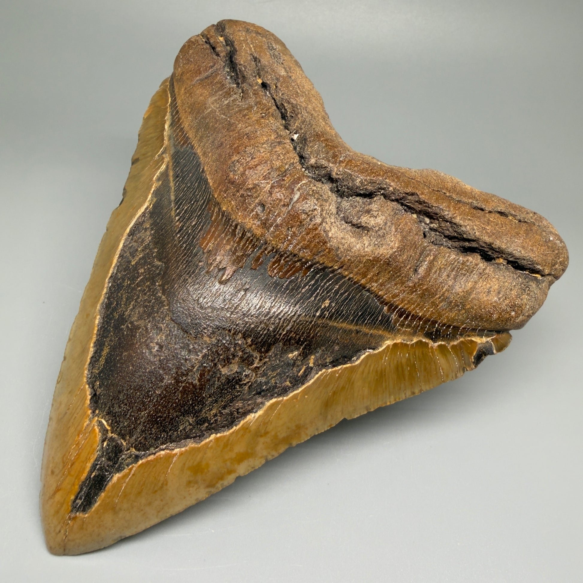 Front Right View 5.83" North Carolina Megalodon Tooth – Extremely Wide Shape | Authentic Fossil CM5481 