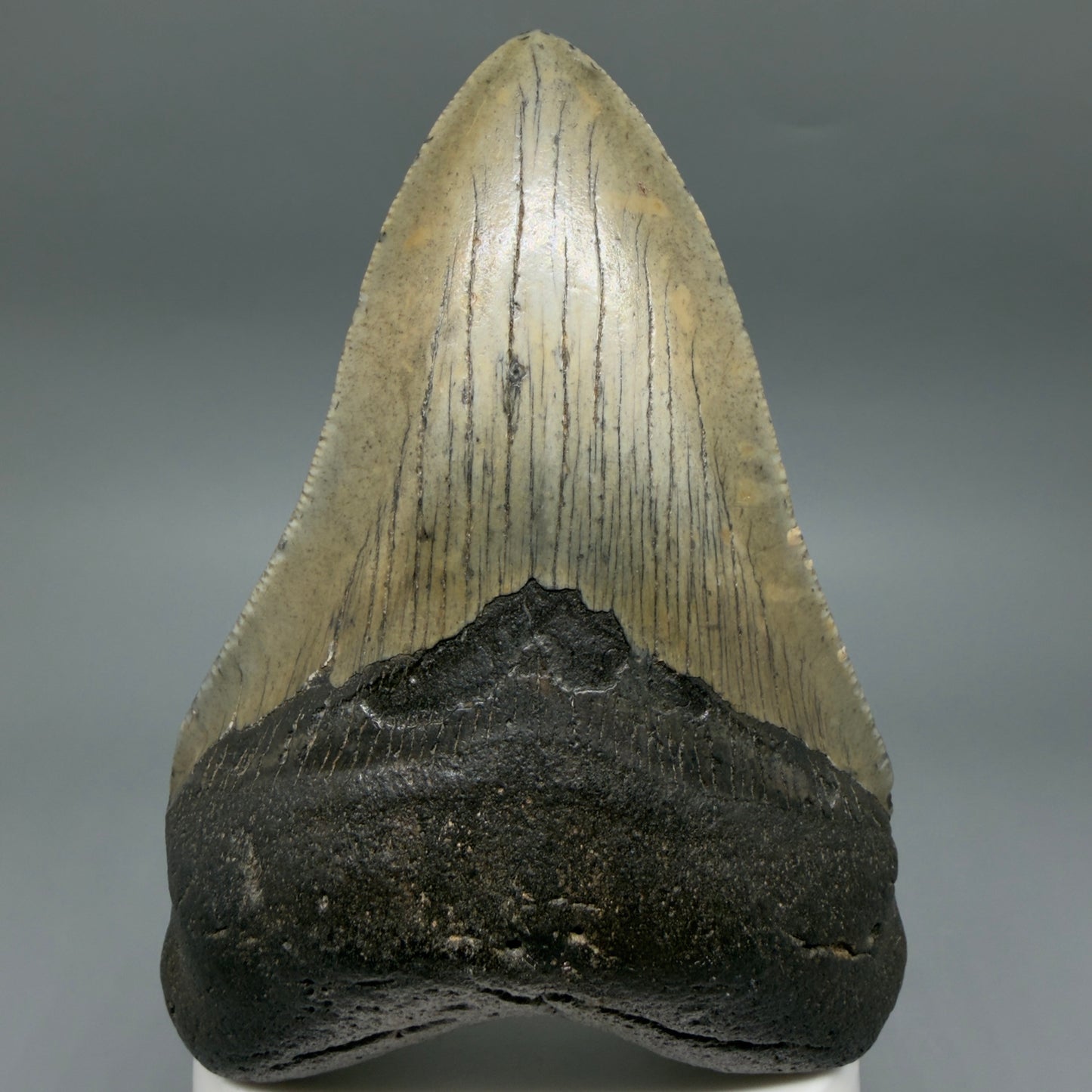 Front View Colorful 3.97" Fossil Megalodon Tooth from South Carolina CM641 - 1