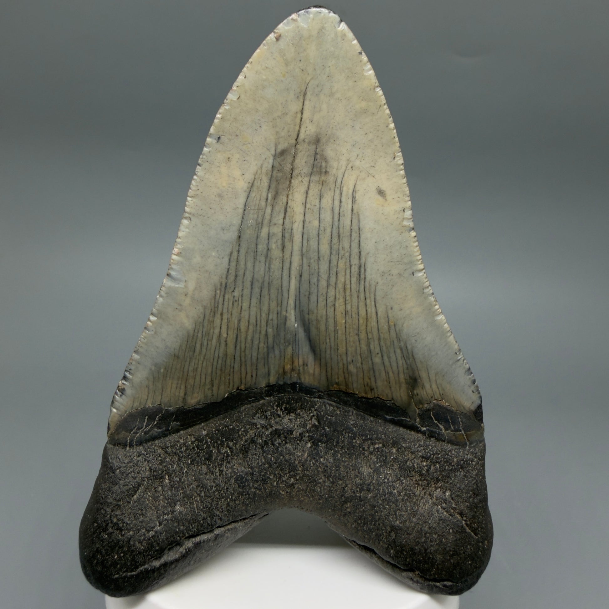 Back View Colorful 3.97" Fossil Megalodon Tooth from South Carolina CM641