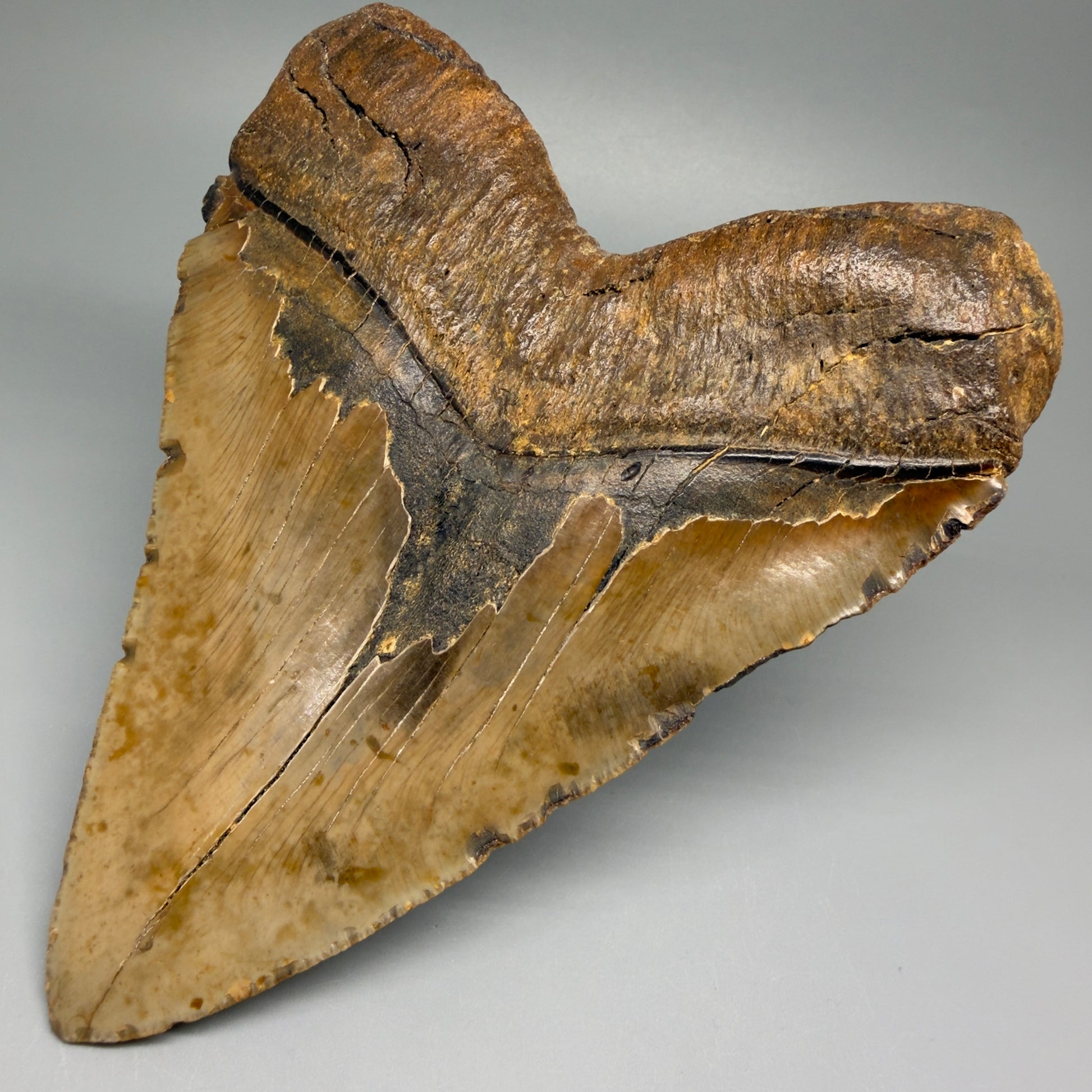 Back Right View 5.83" North Carolina Megalodon Tooth – Extremely Wide Shape | Authentic Fossil CM5481 