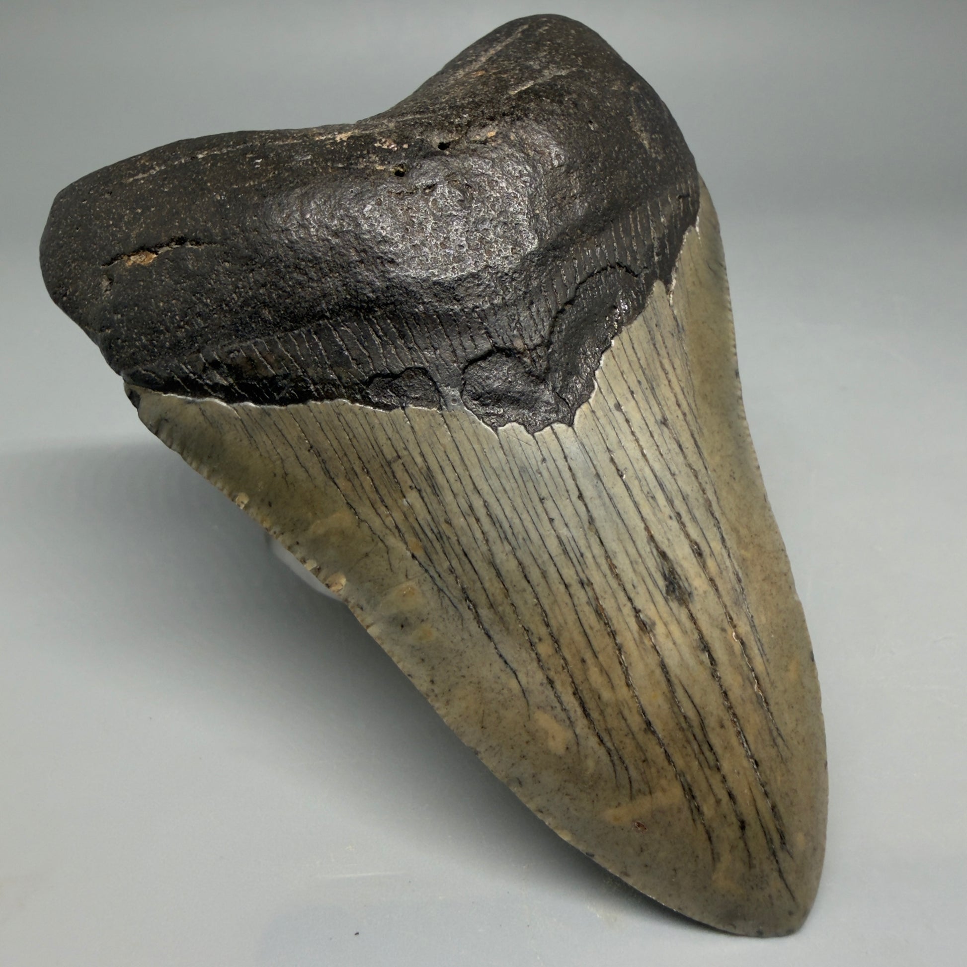Front Left View Colorful 3.97" Fossil Megalodon Tooth from South Carolina CM641