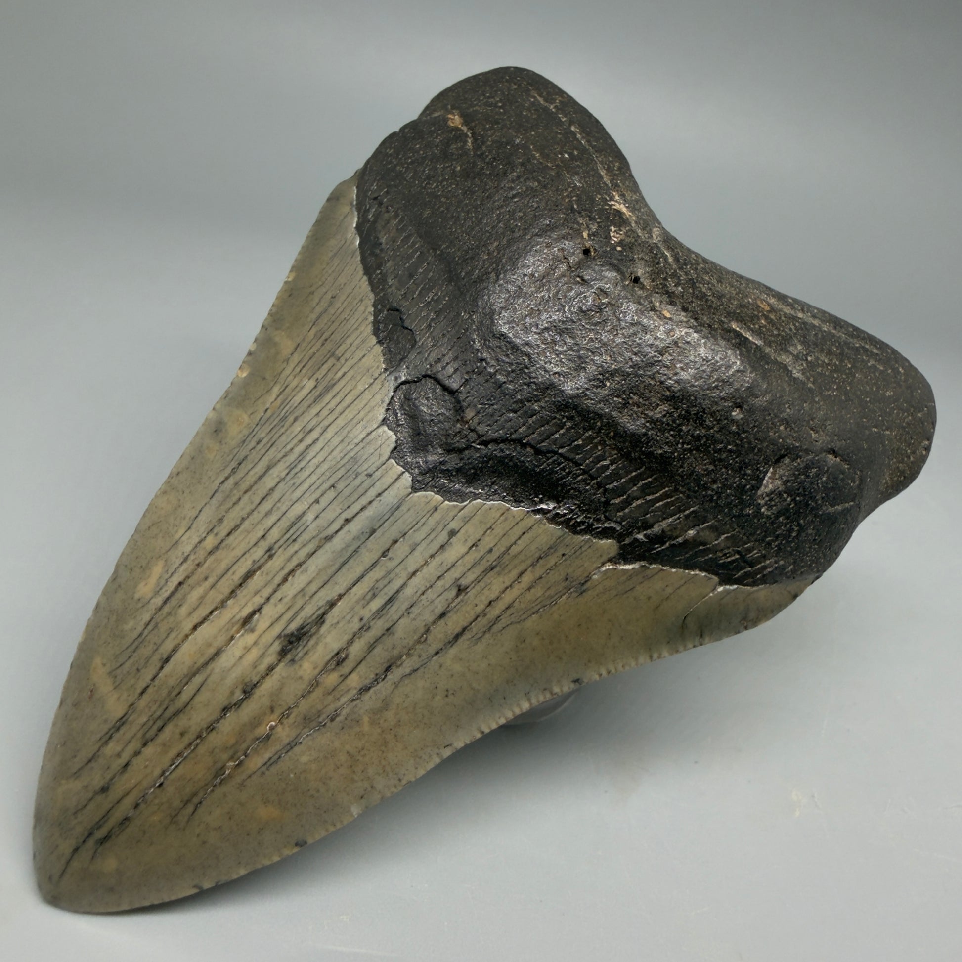 Front Right View Colorful 3.97" Fossil Megalodon Tooth from South Carolina CM641
