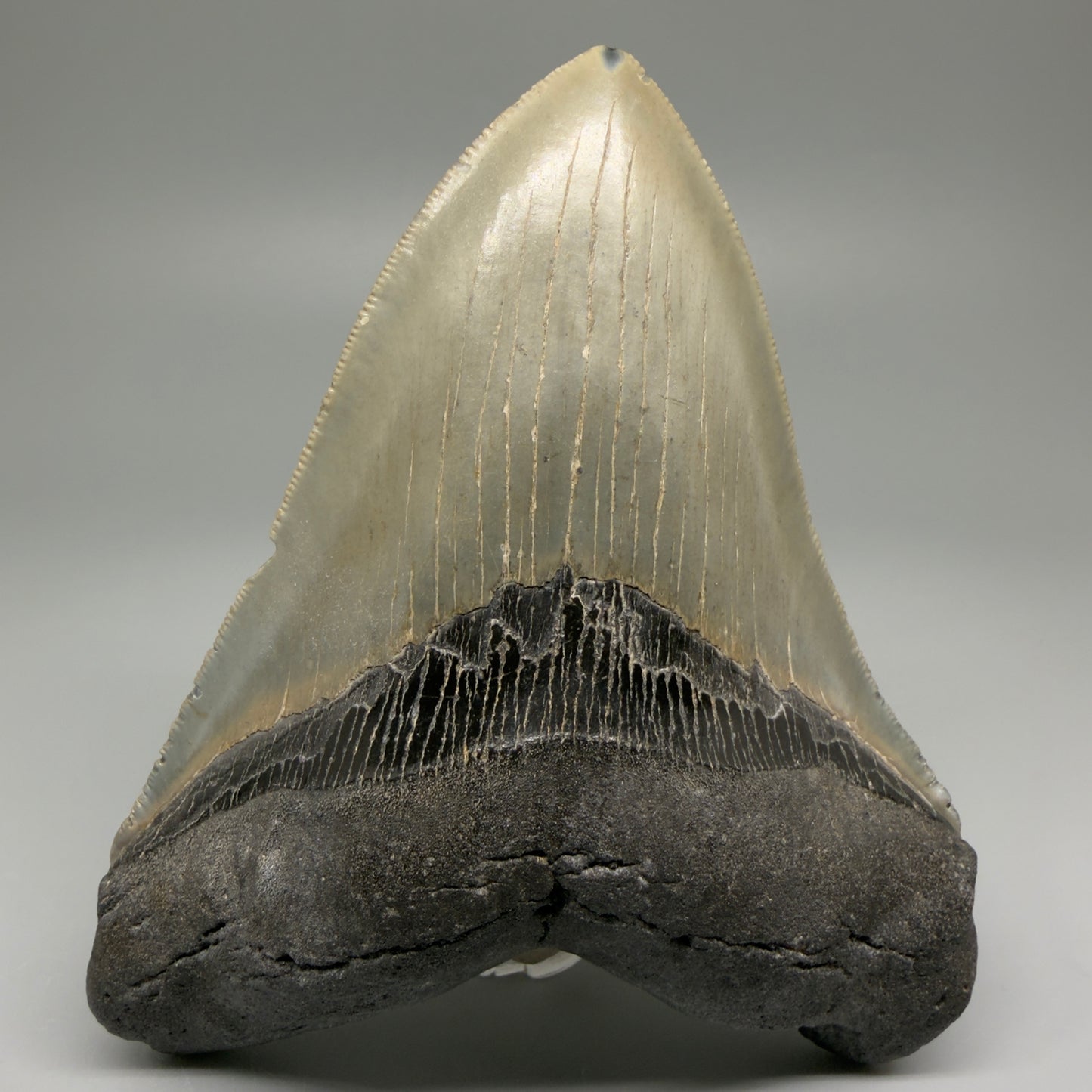 Front View Heart-shaped, serrated 5" Authentic Megalodon Tooth – North Carolina Fossil | Carcharocles megalodon CM5479 - 2