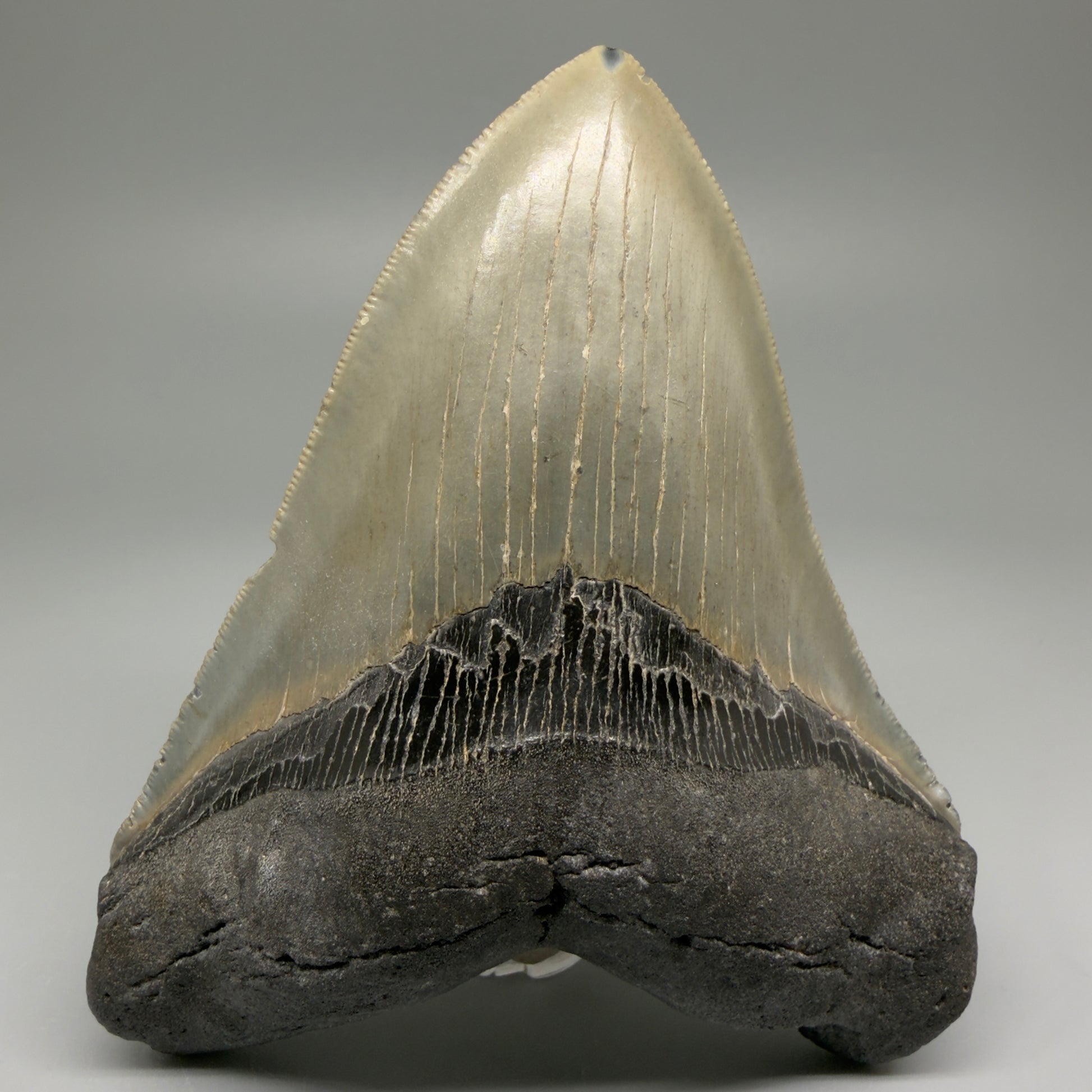 Front View Heart-shaped, serrated 5" Authentic Megalodon Tooth – North Carolina Fossil | Carcharocles megalodon CM5479 - 2