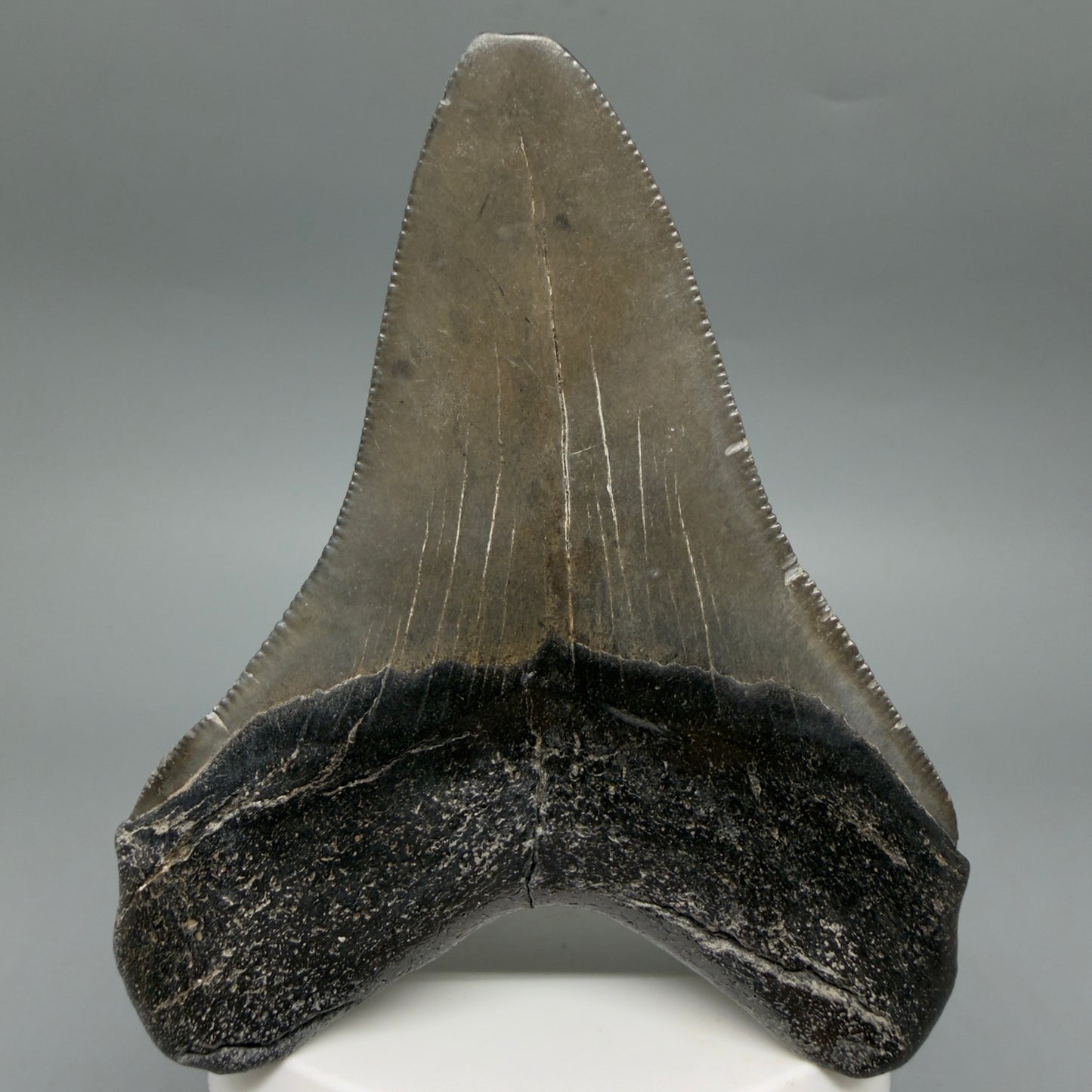 Back View Colorful 3.69" Fossil Megalodon Tooth from South Carolina CM6406