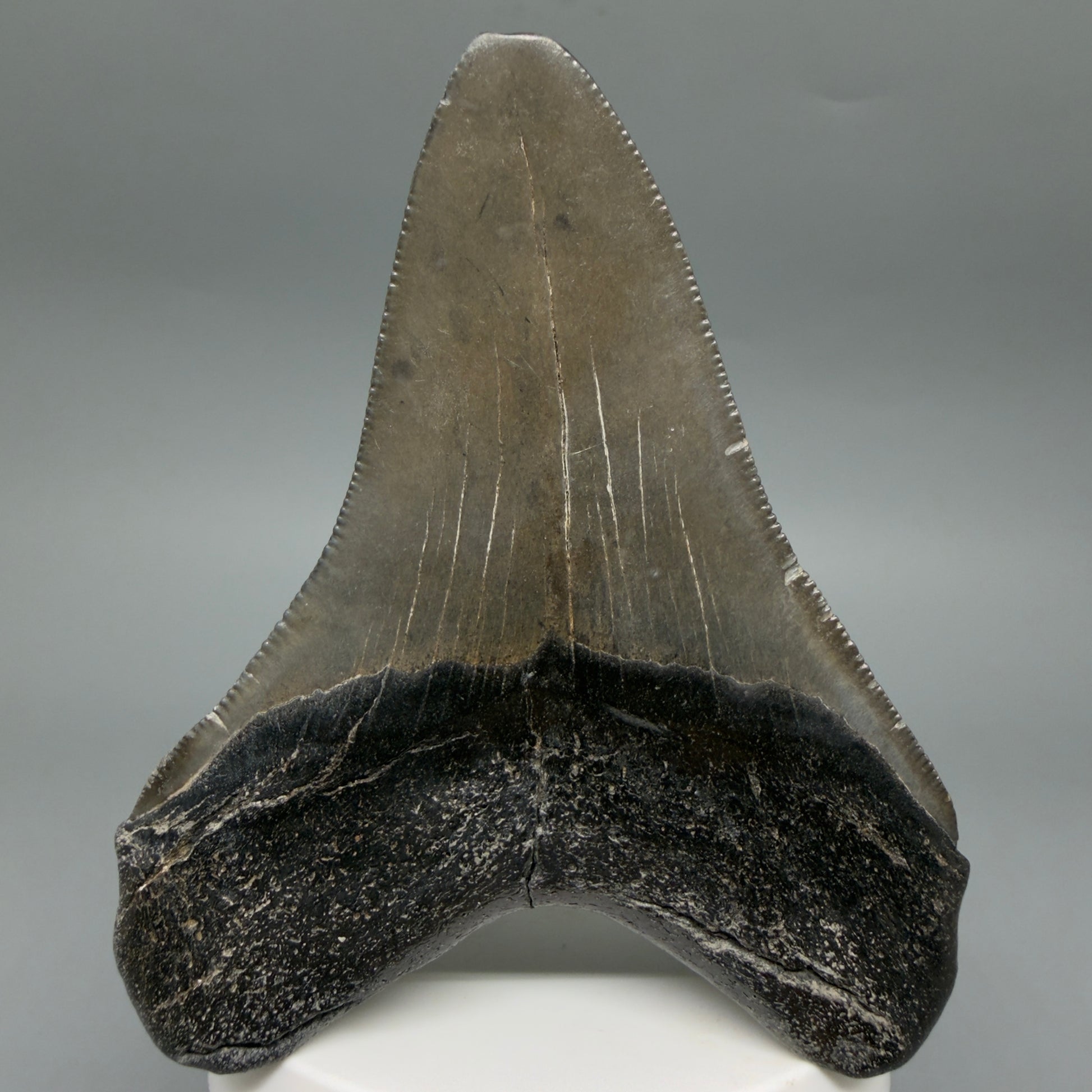 Back View Colorful 3.69" Fossil Megalodon Tooth from South Carolina CM6406