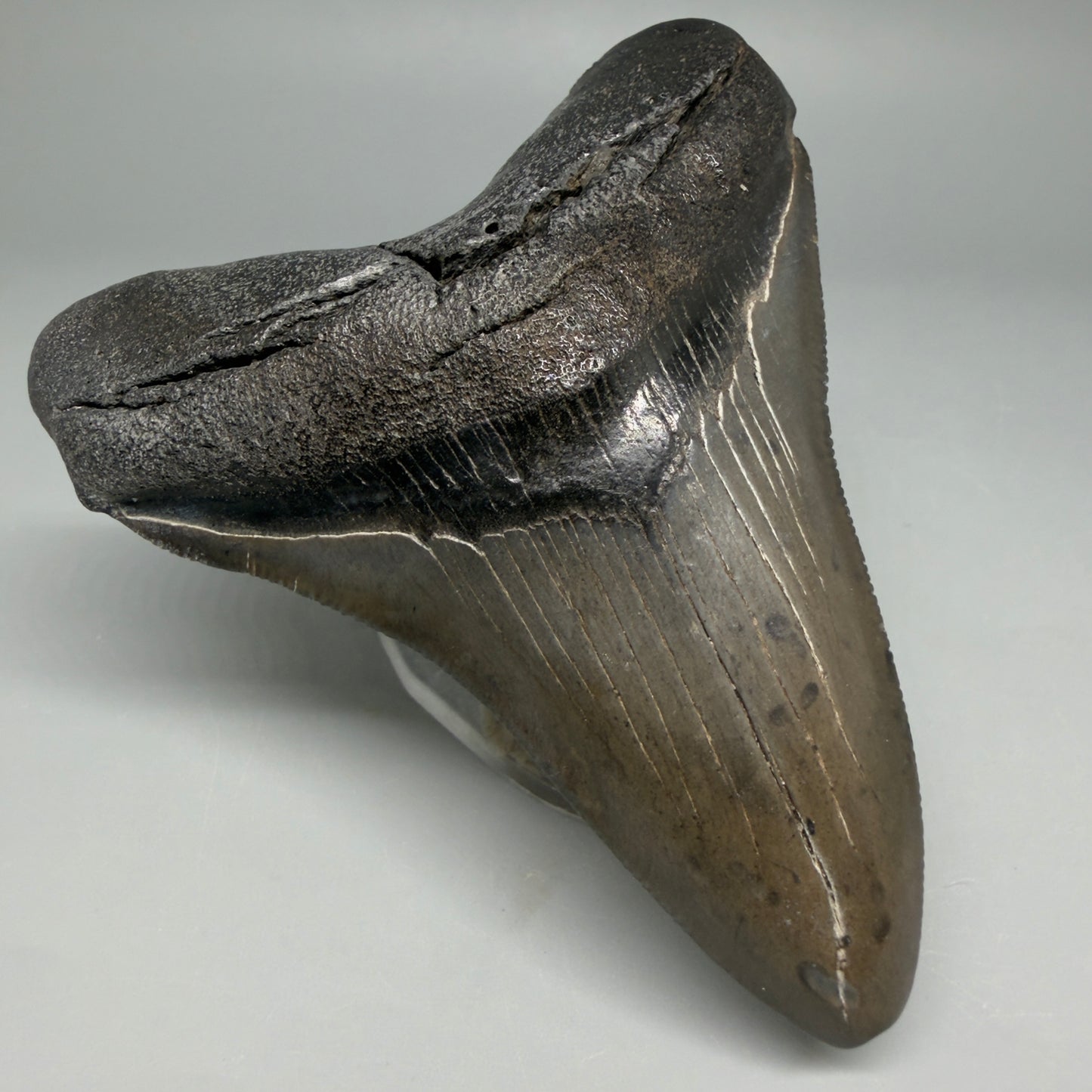 Front Left View Colorful 3.69" Fossil Megalodon Tooth from South Carolina CM6406
