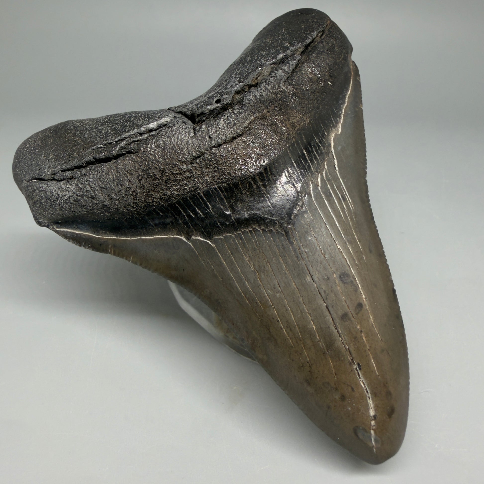 Front Left View Colorful 3.69" Fossil Megalodon Tooth from South Carolina CM6406