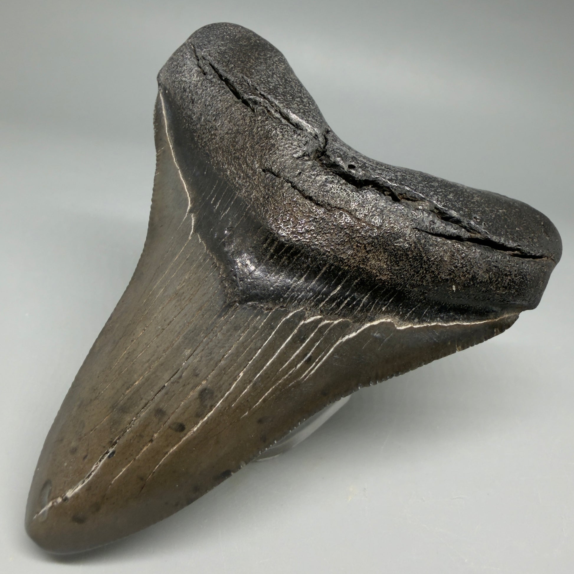 Front Right View Colorful 3.69" Fossil Megalodon Tooth from South Carolina CM6406