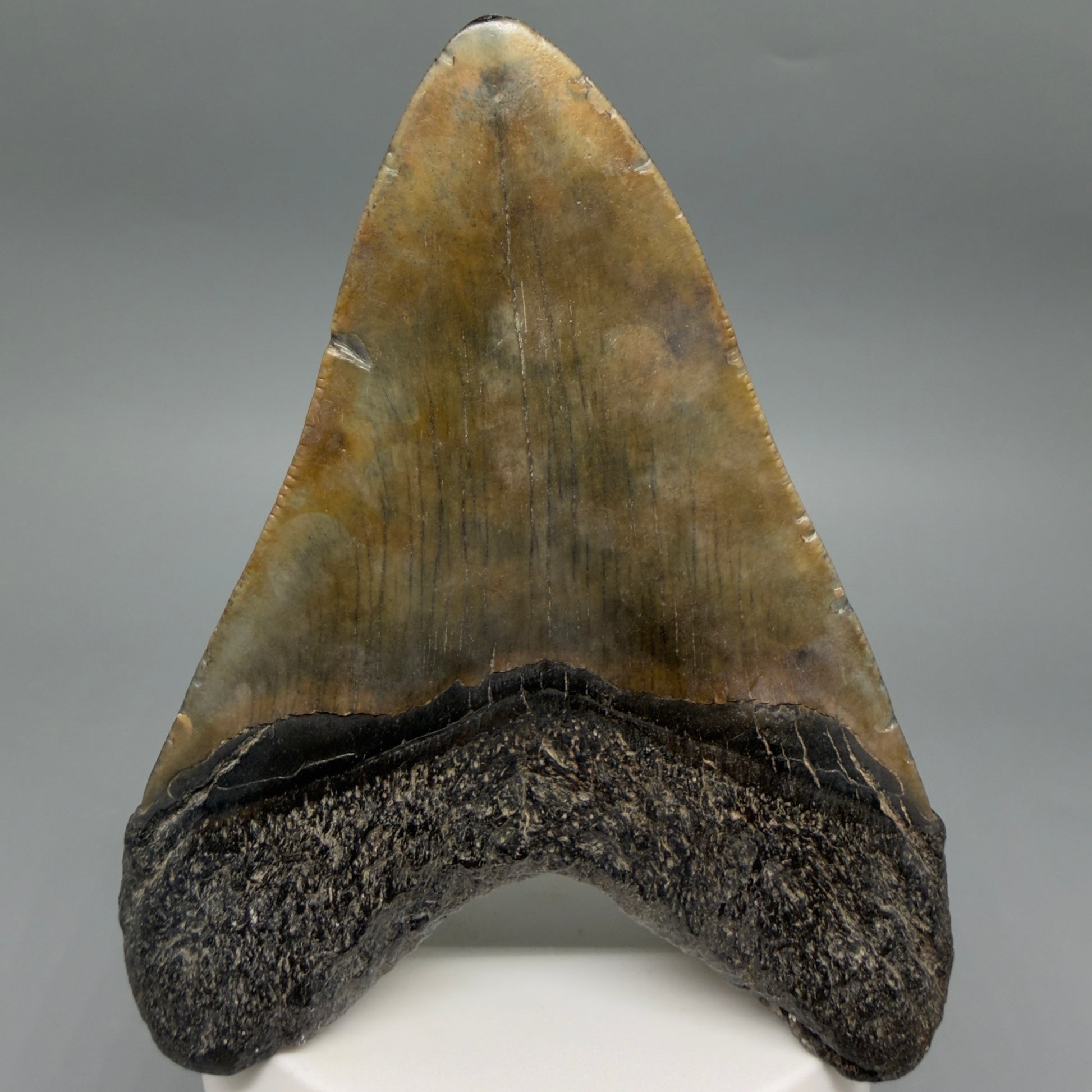 Back View Colorful 3.97" Fossil Megalodon Tooth from South Carolina CM6412