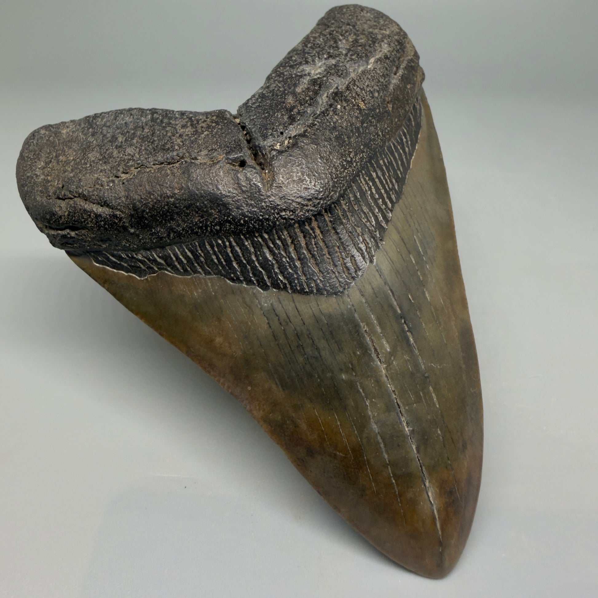 Front Left View Colorful 3.97" Fossil Megalodon Tooth from South Carolina CM6412