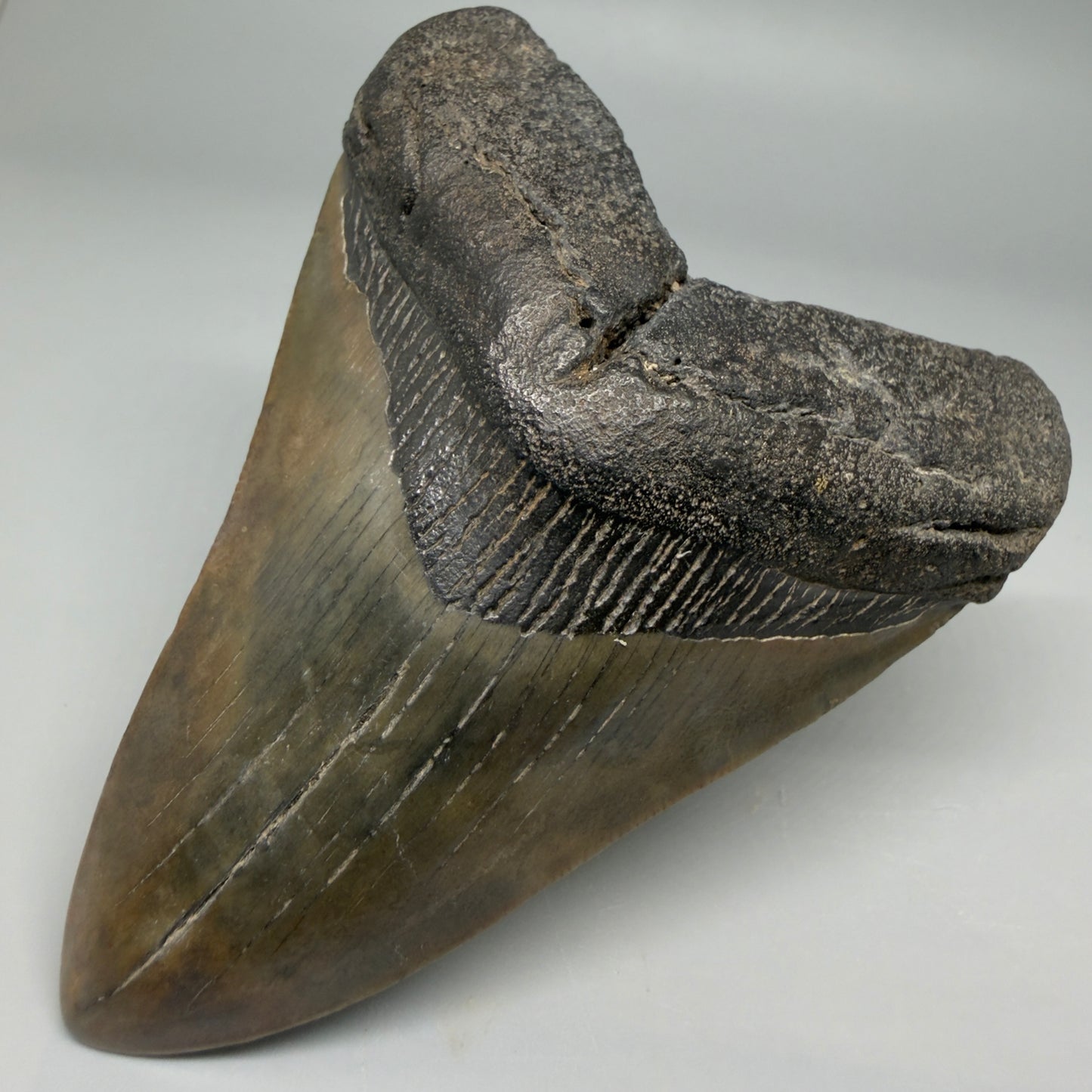 Front Right View Colorful 3.97" Fossil Megalodon Tooth from South Carolina CM6412